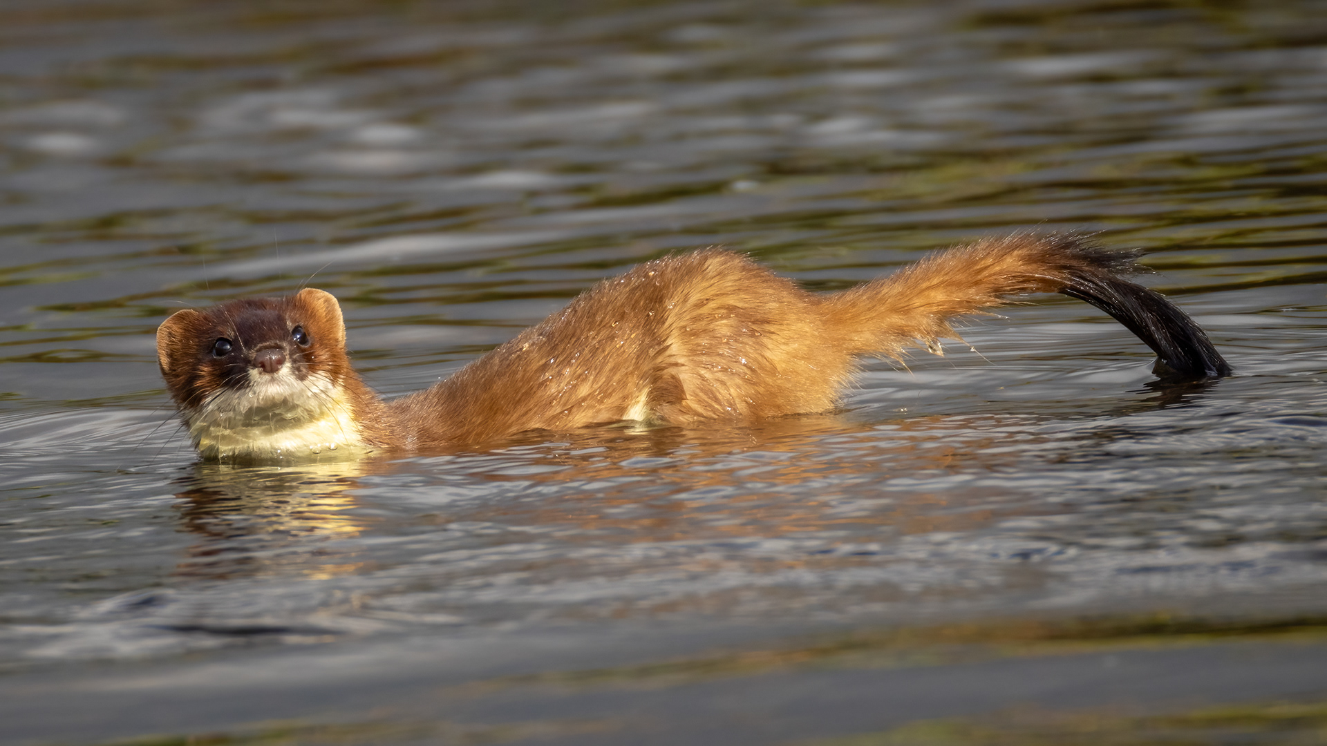 Stoat