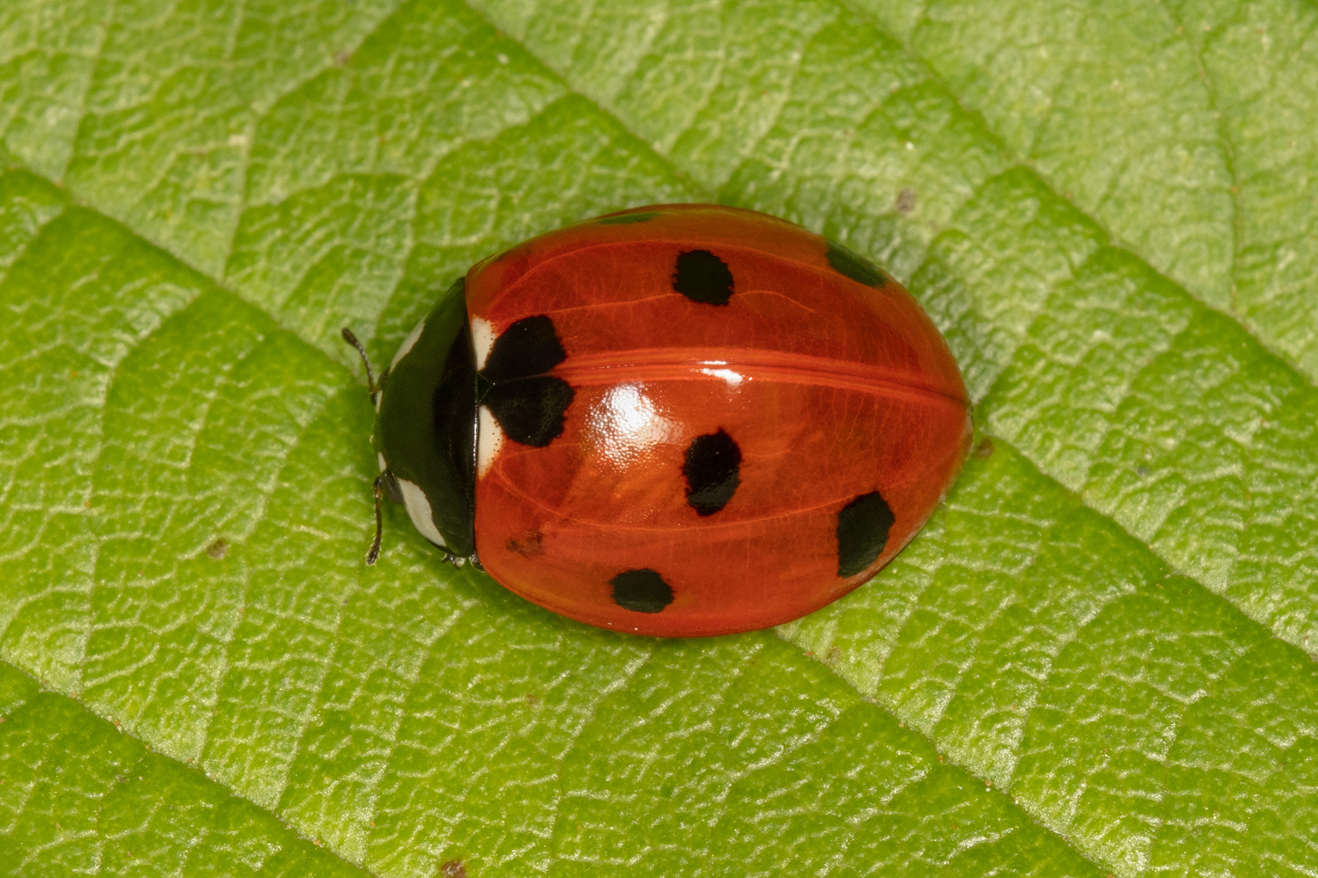 Seven-spot Ladybird