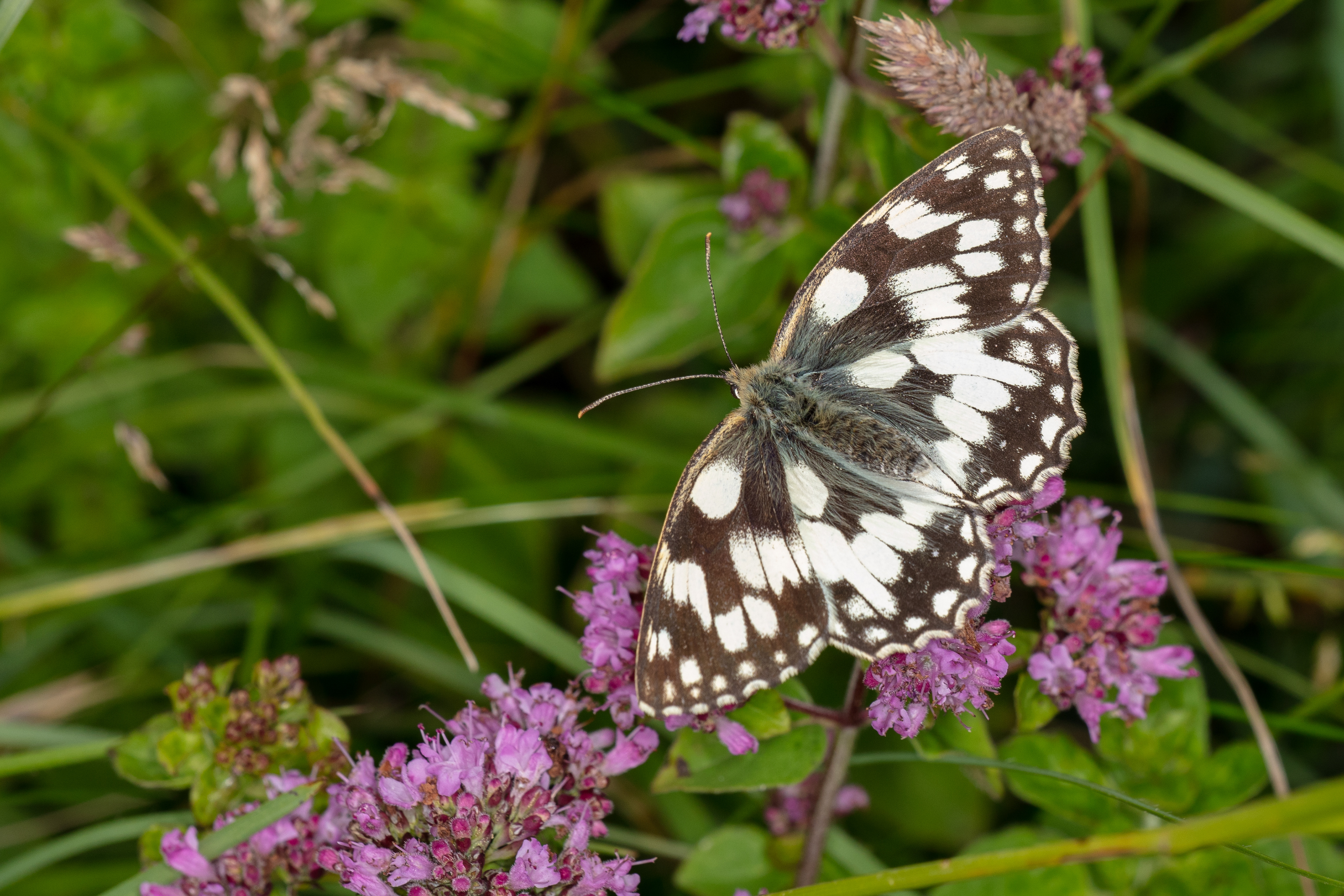 Marbled White Butterfly 