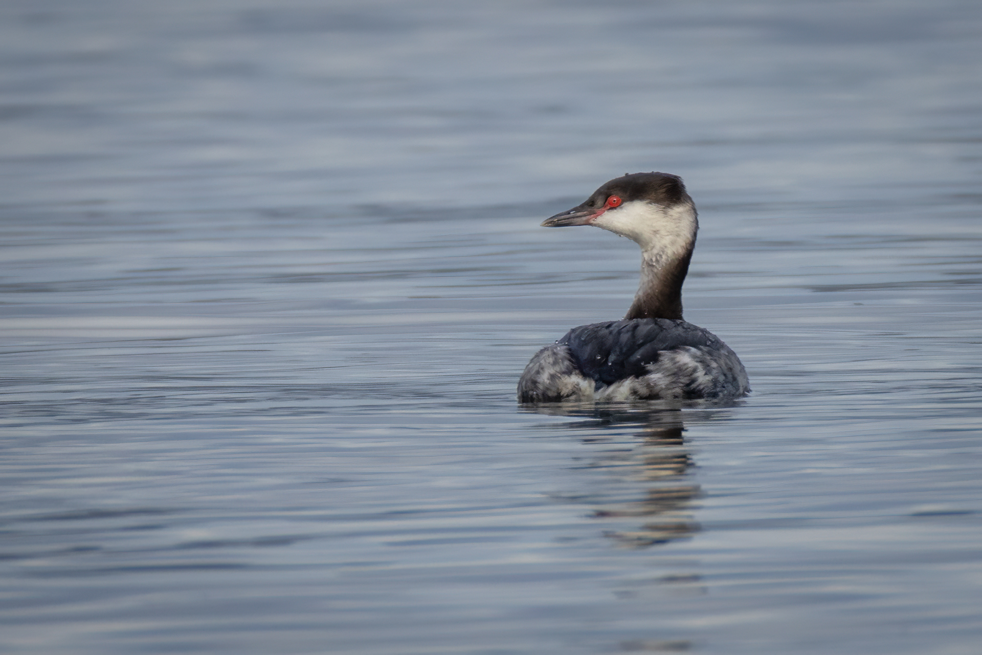 Slavonian Grebe (Winter Plumage)
