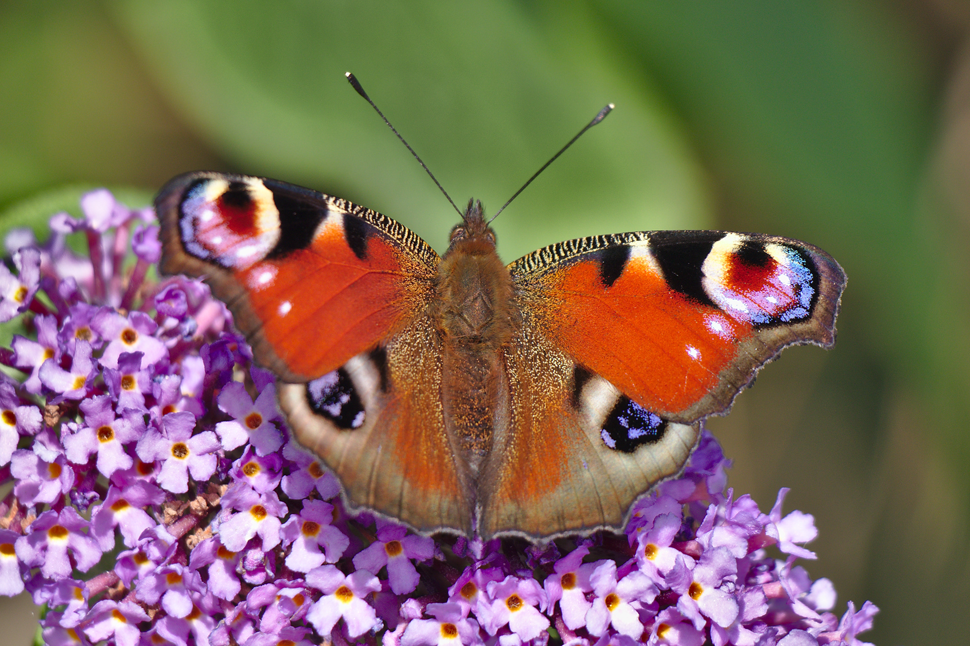 Peacock Butterfly