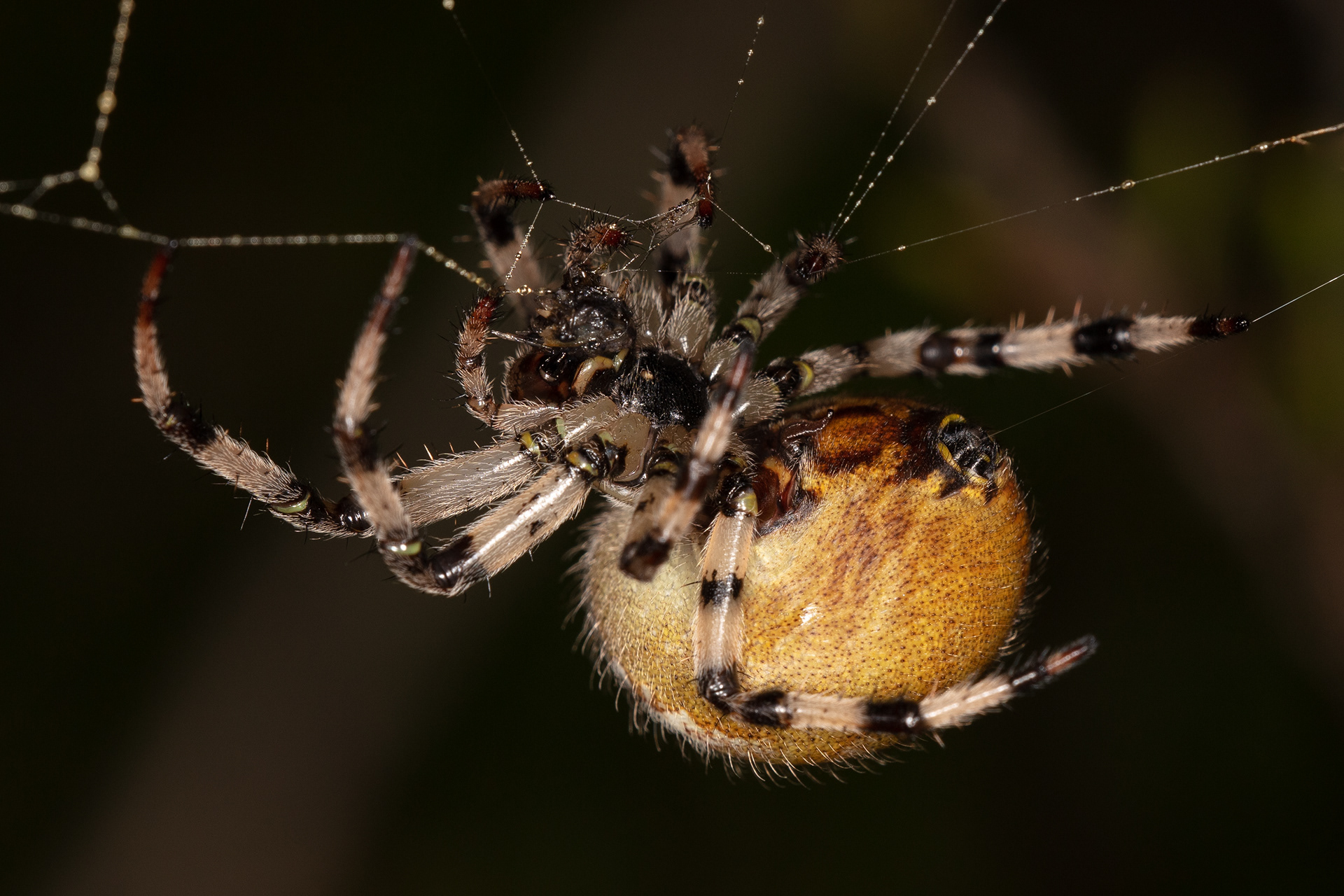 Orb Weaver Spider 