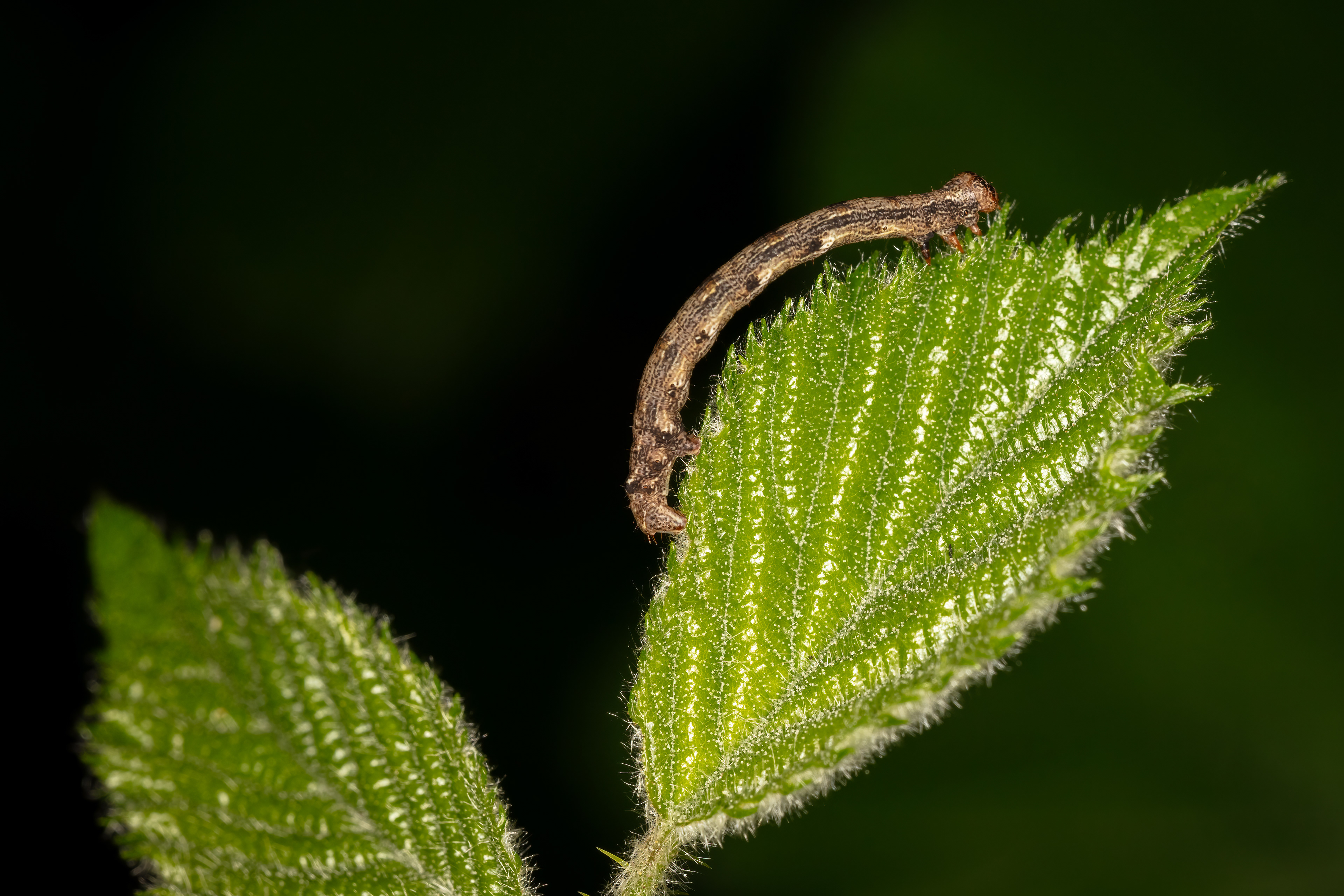 Dotted Border Moth Caterpillar