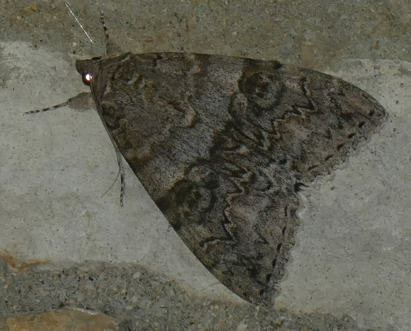 Red Underwing Moth