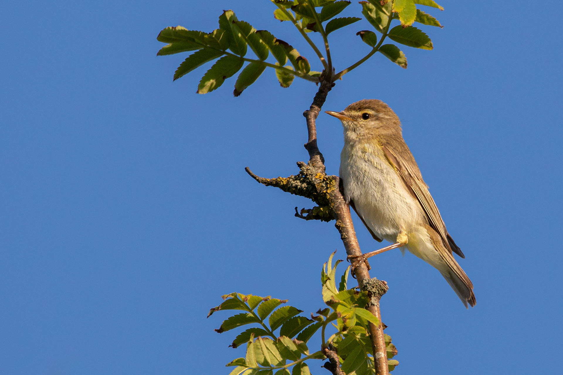 Willow Warbler