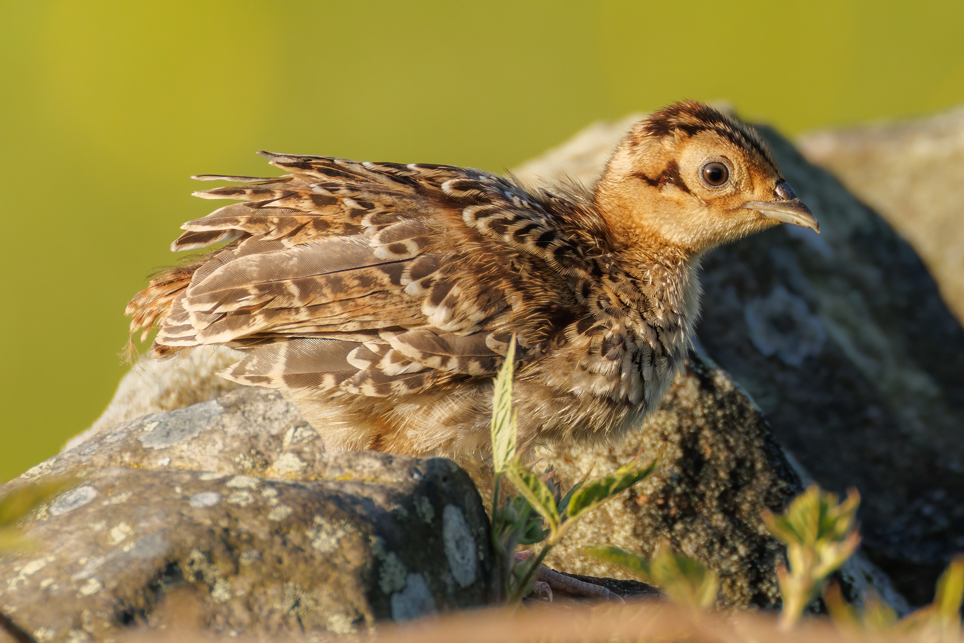 Pheasant (Juvenile)