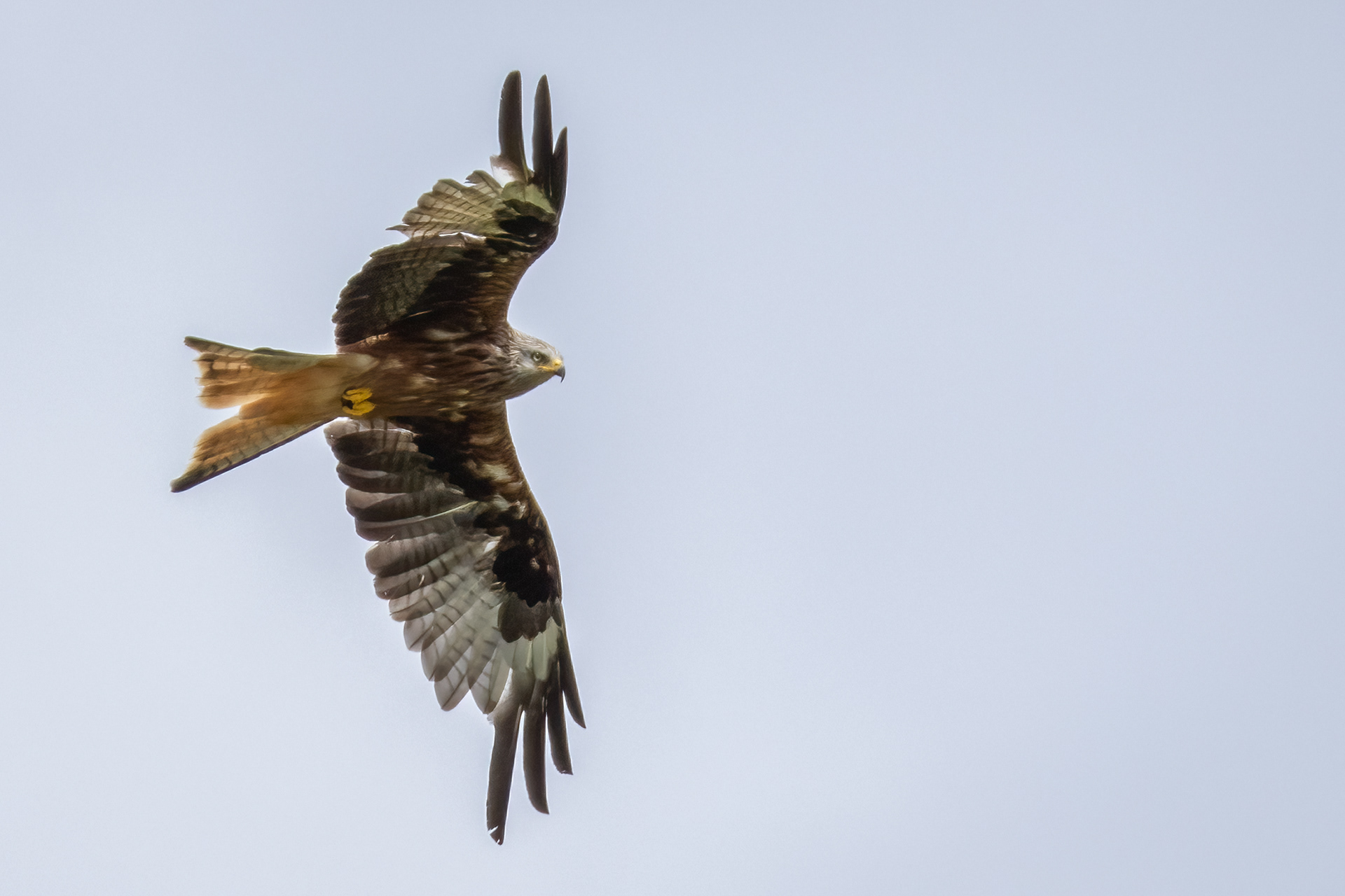 Red Kite