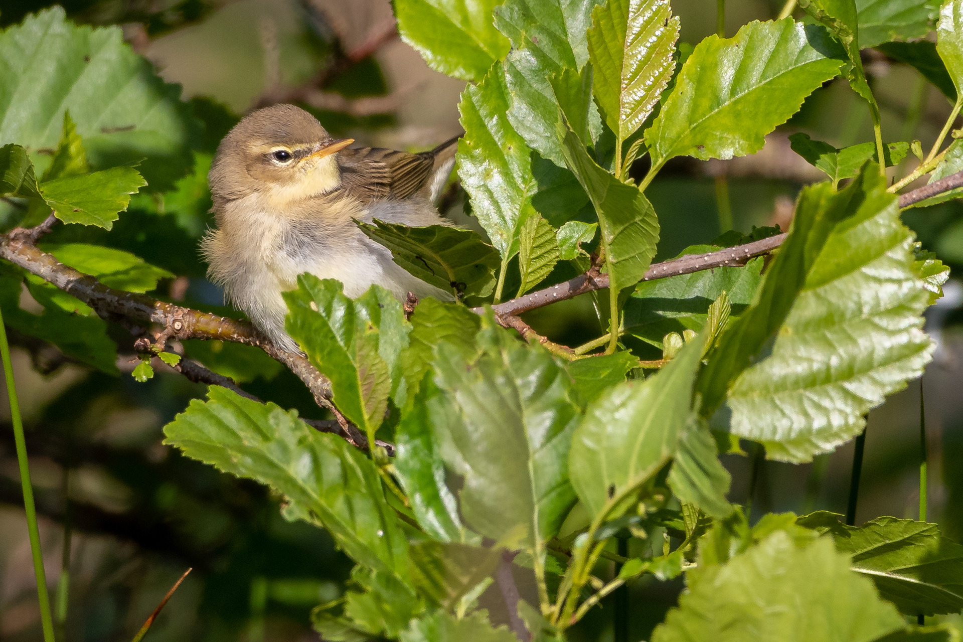 Willow Warbler