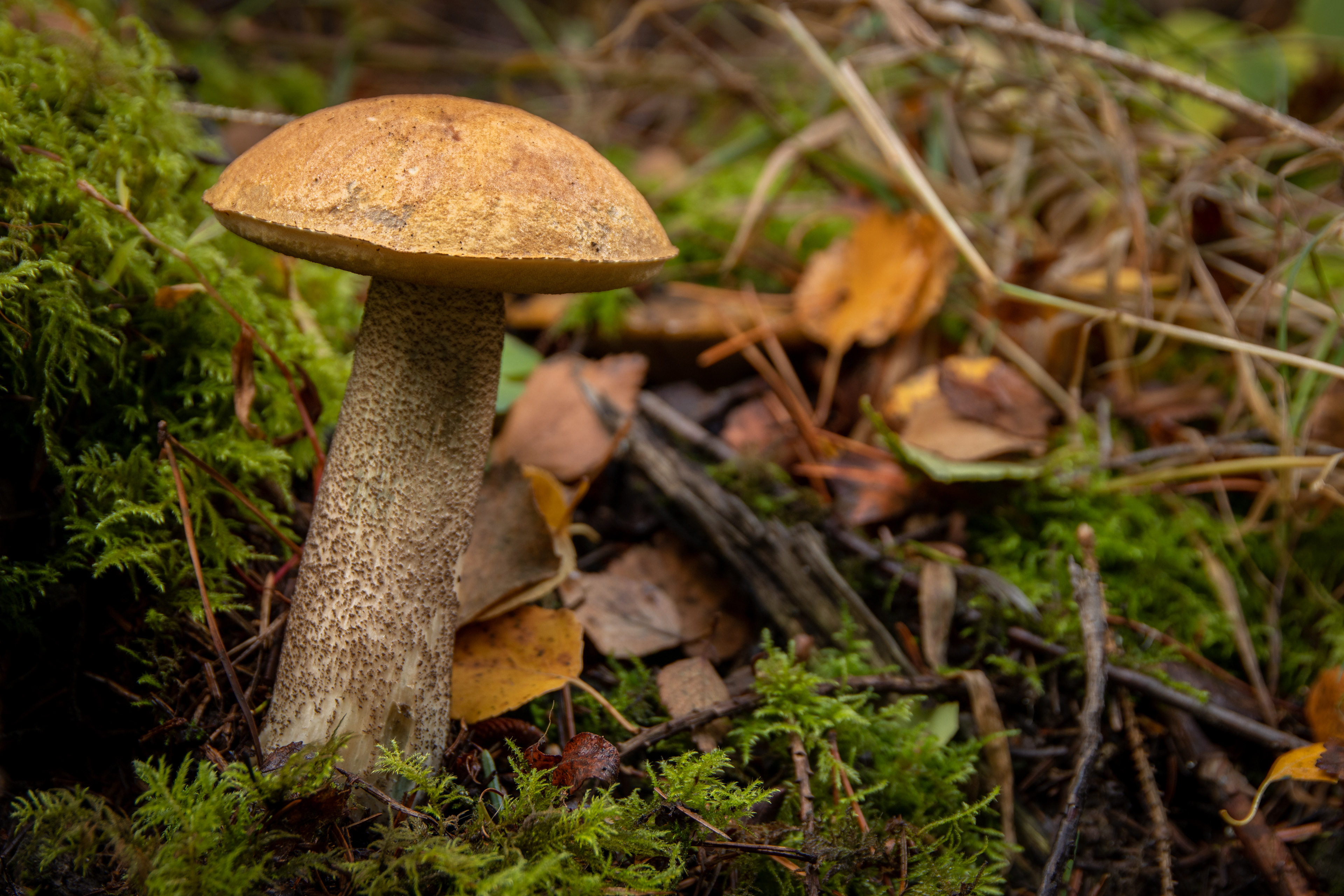 Orange Birch Bolete