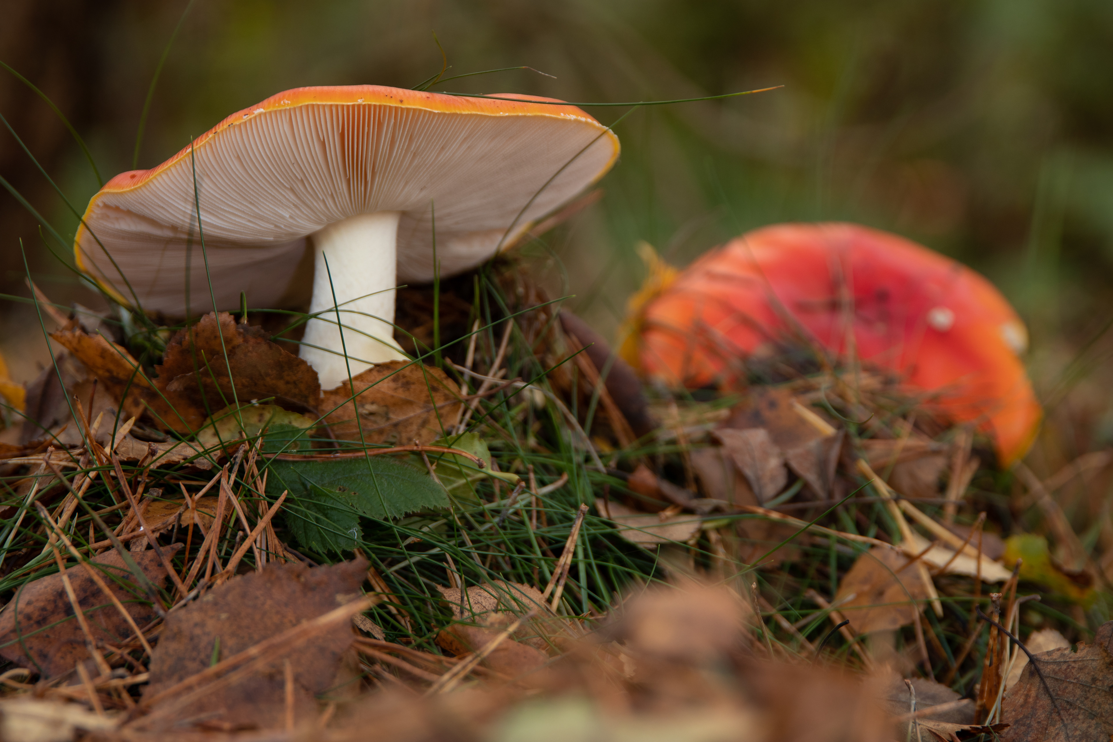 Fly Agaric