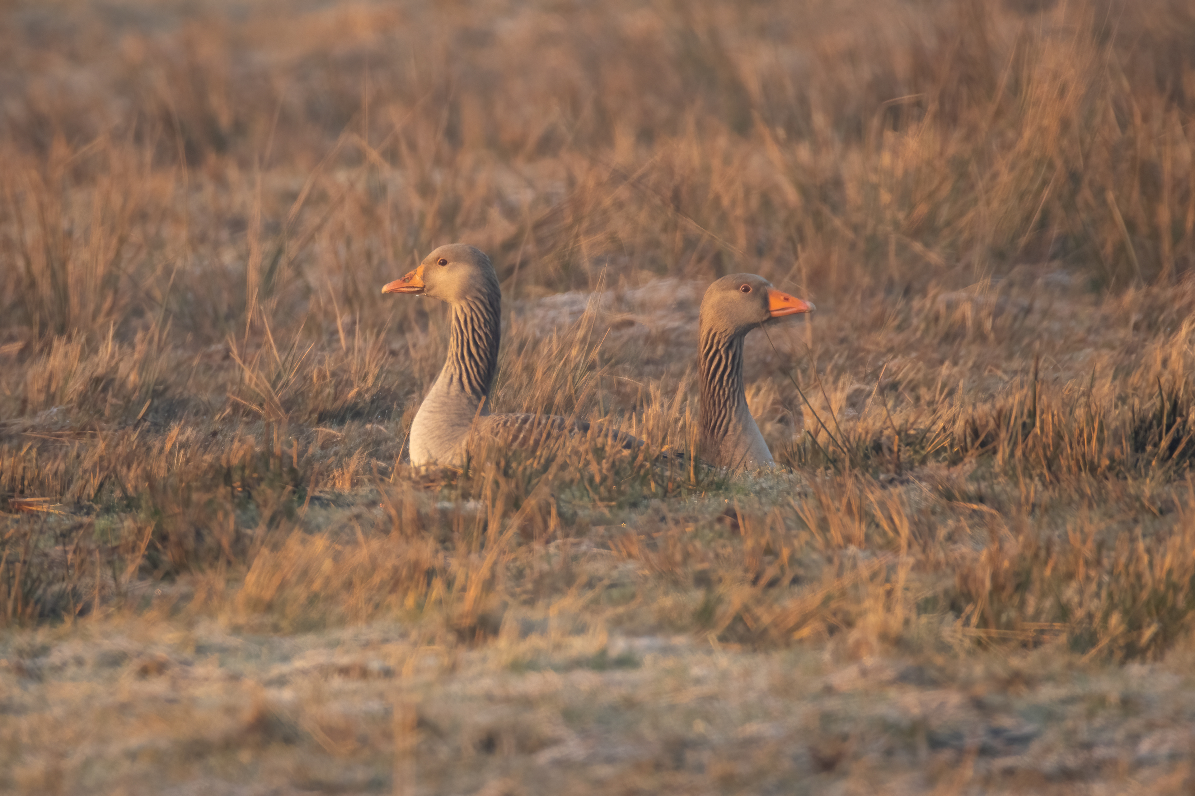 Greylag geese
