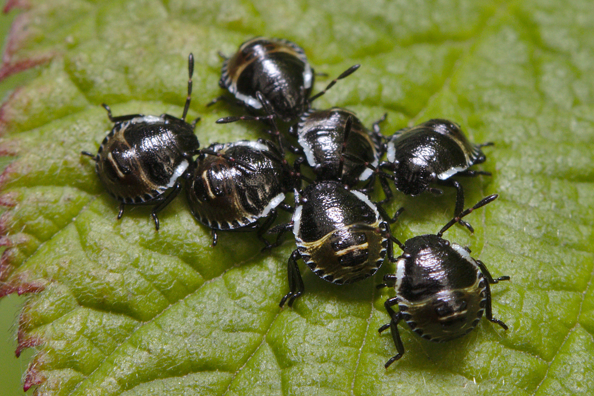 Shield Bugs (instar stage)