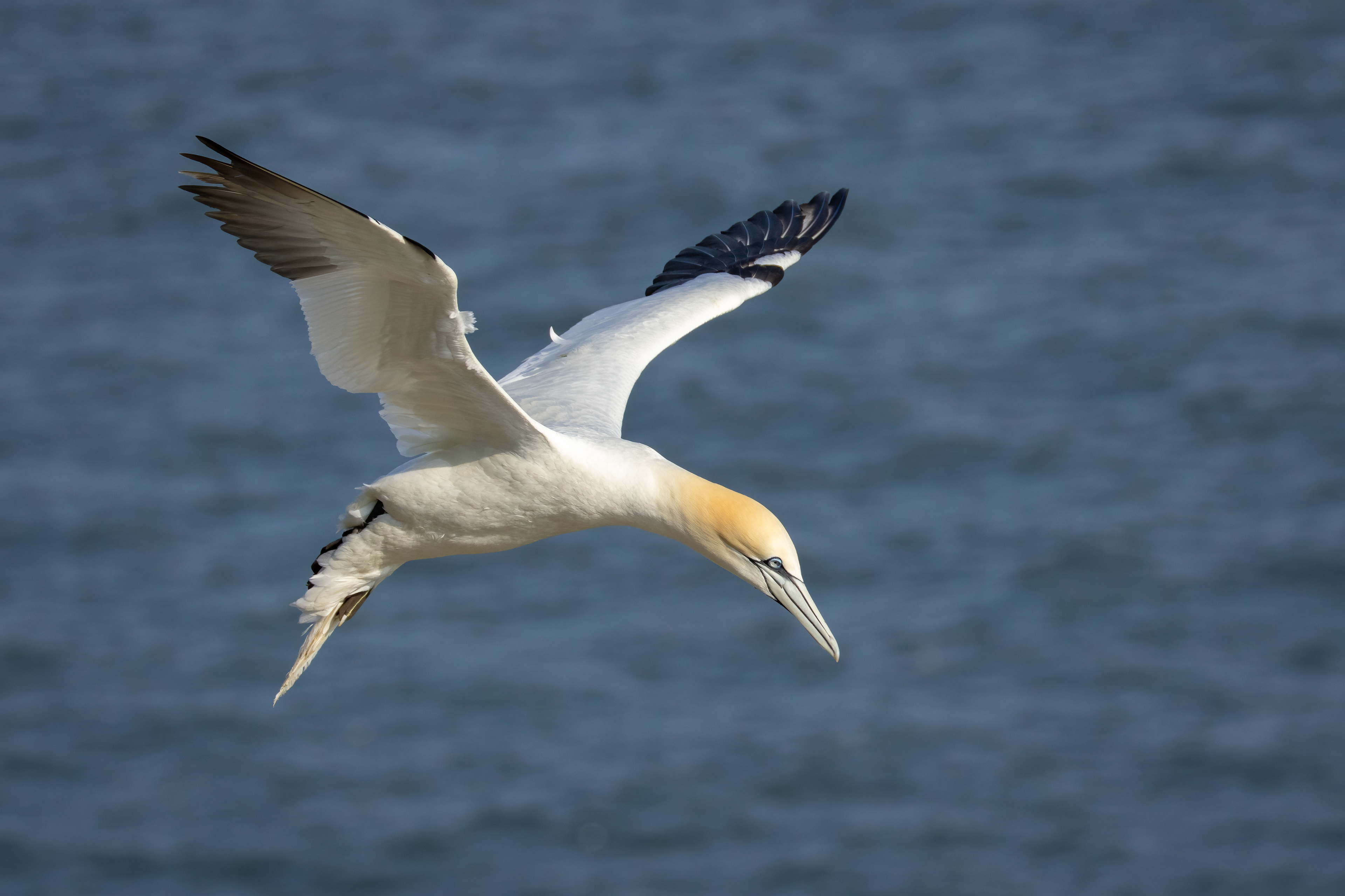 Gannet