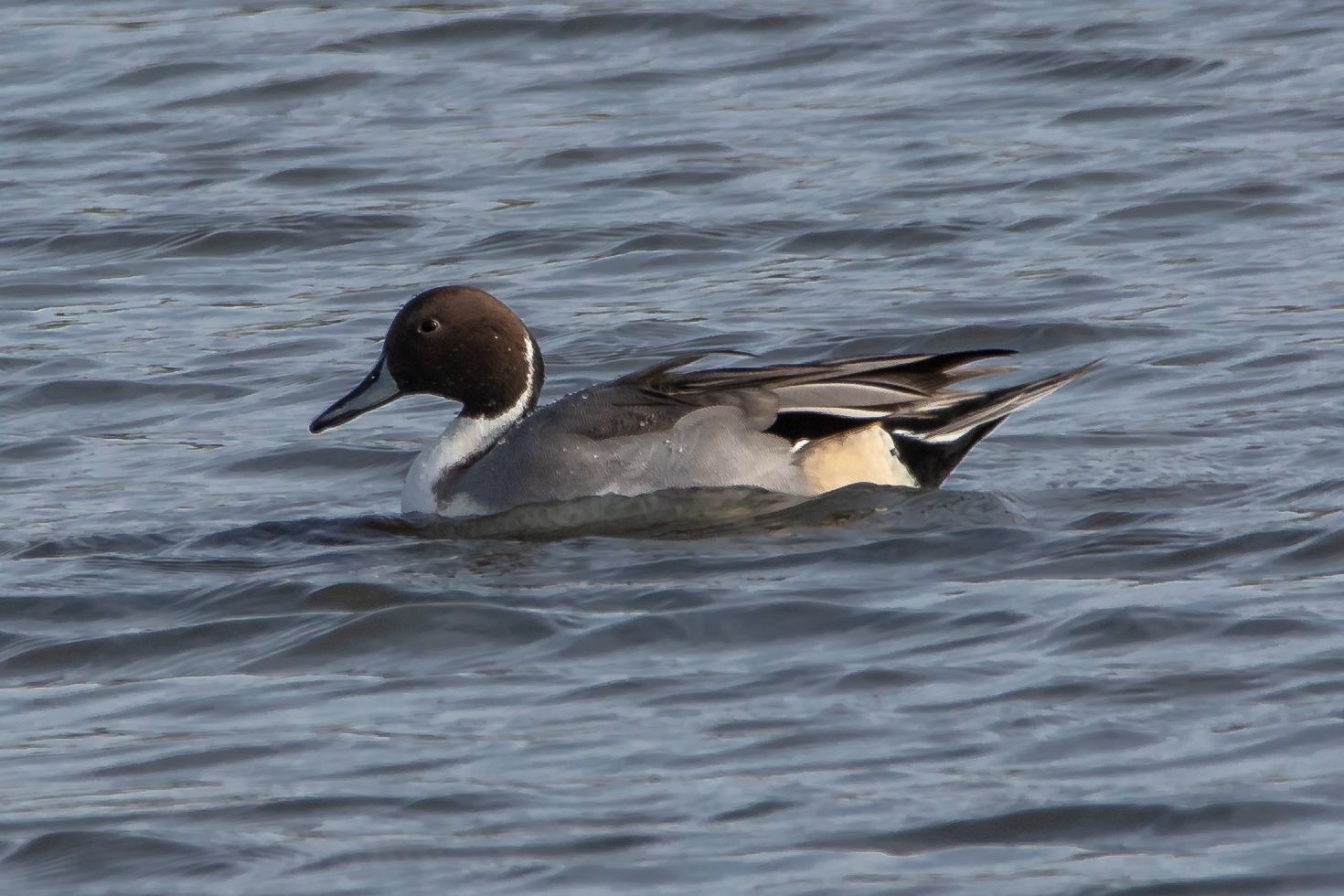 Pintail (male)