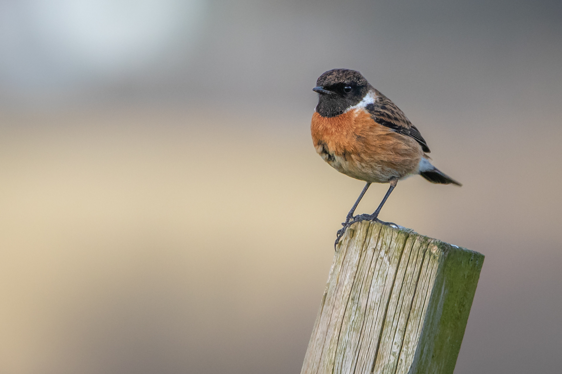 Stonechat (male)