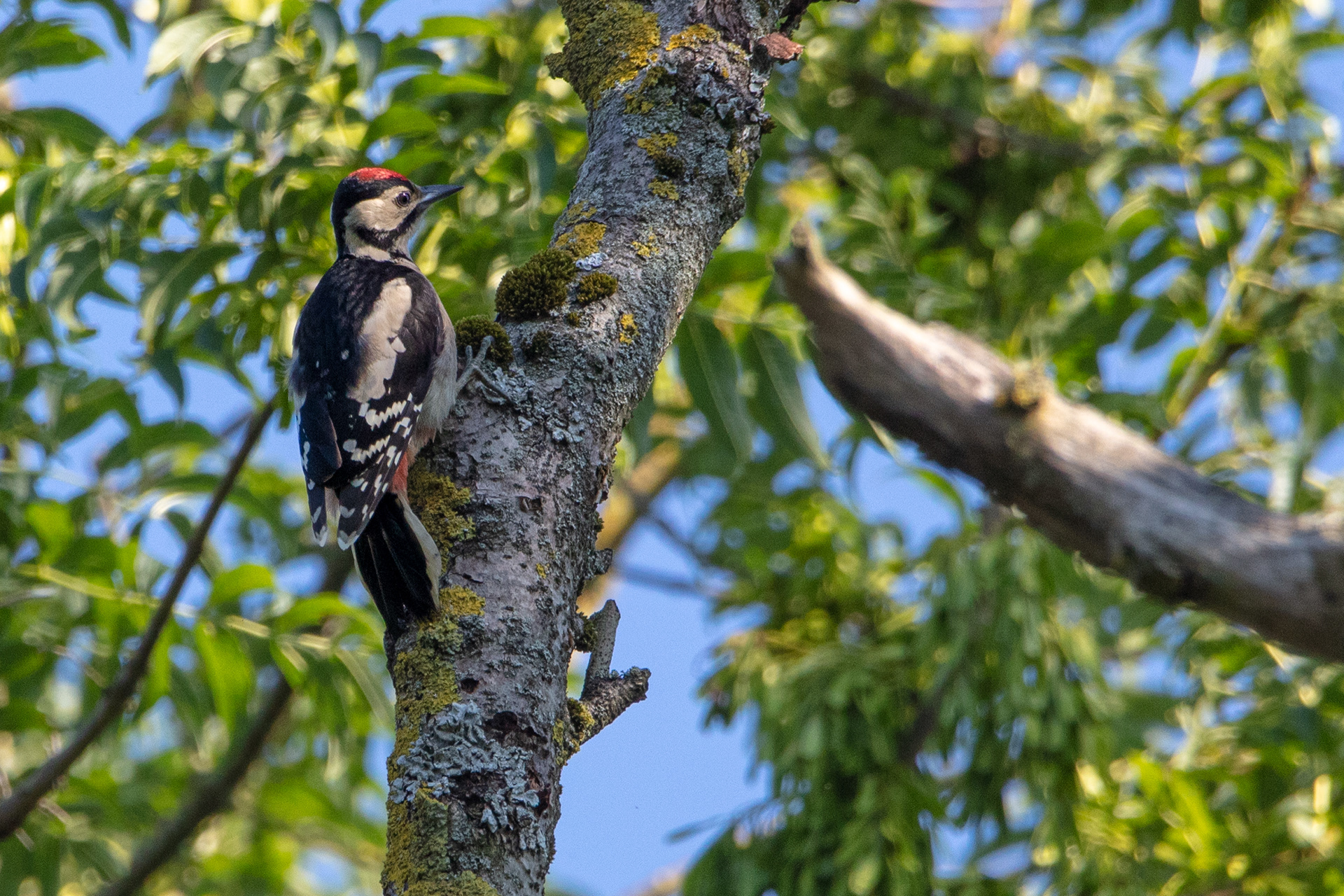 Great Spotted Woodpecker