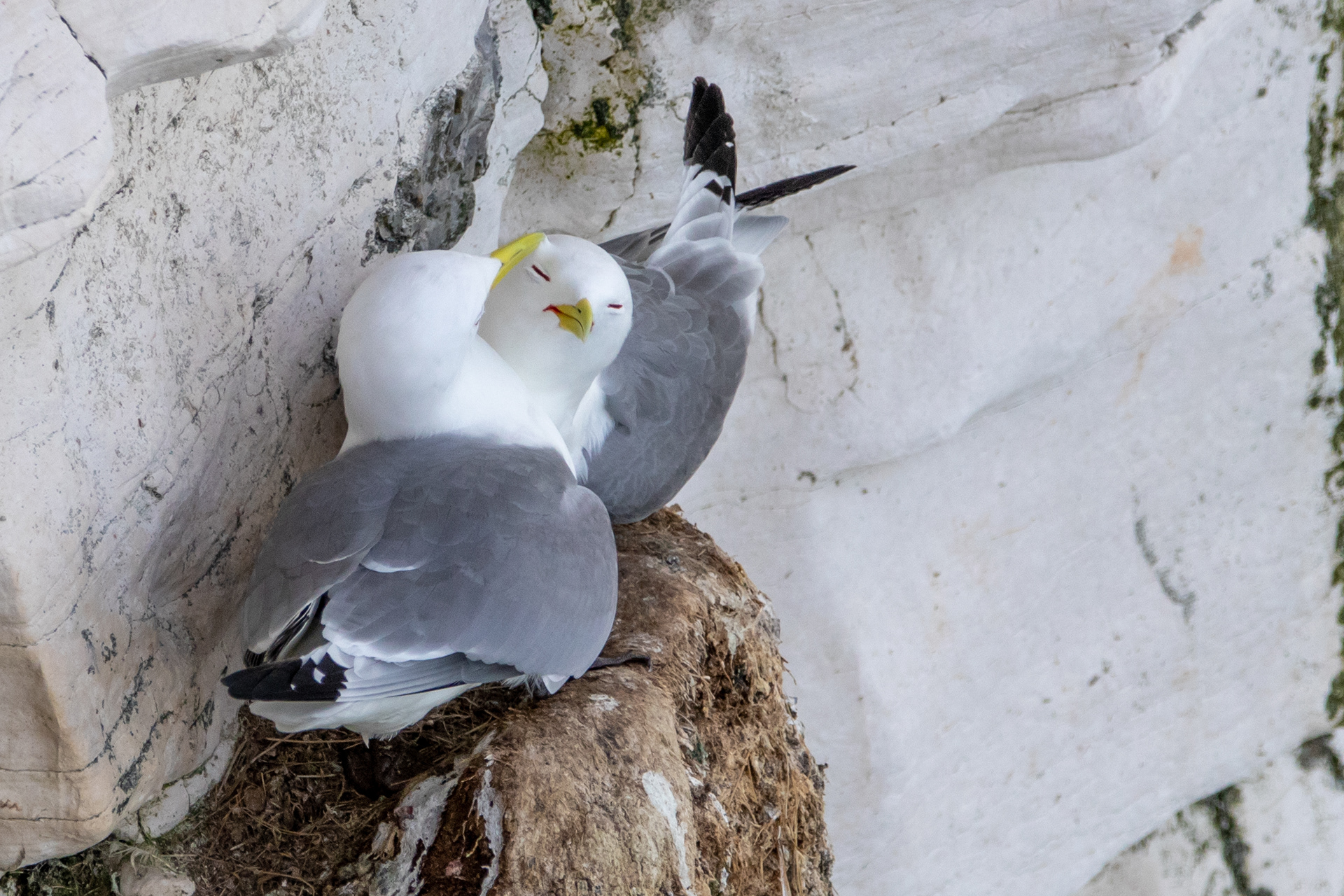 Kittiwakes