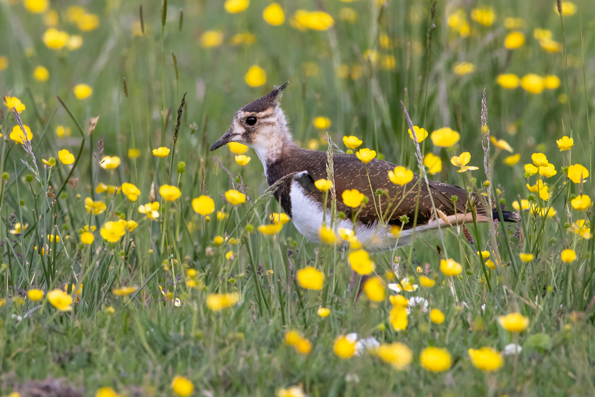 Lapwing (juvenile)