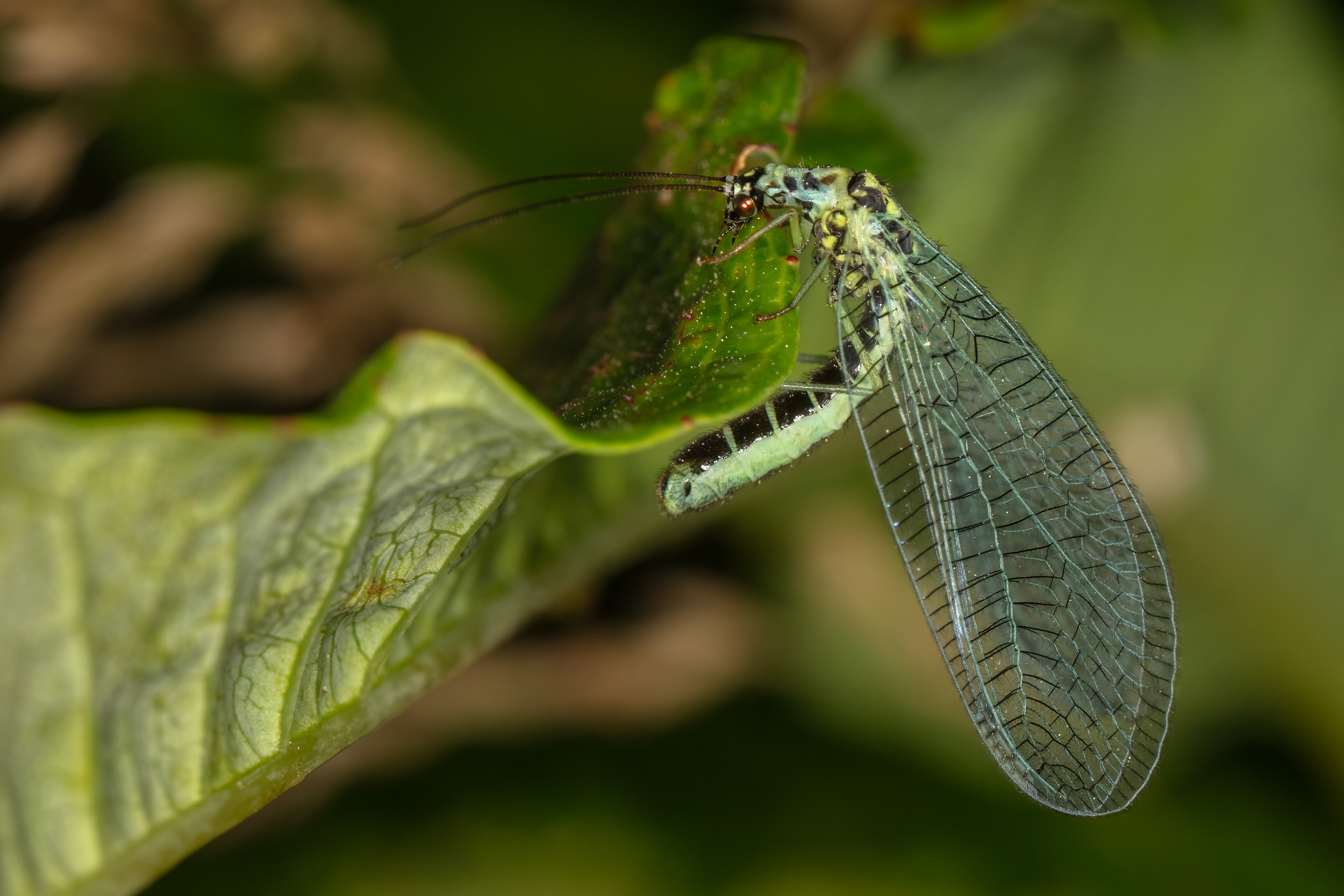  Pearly Green Lacewing