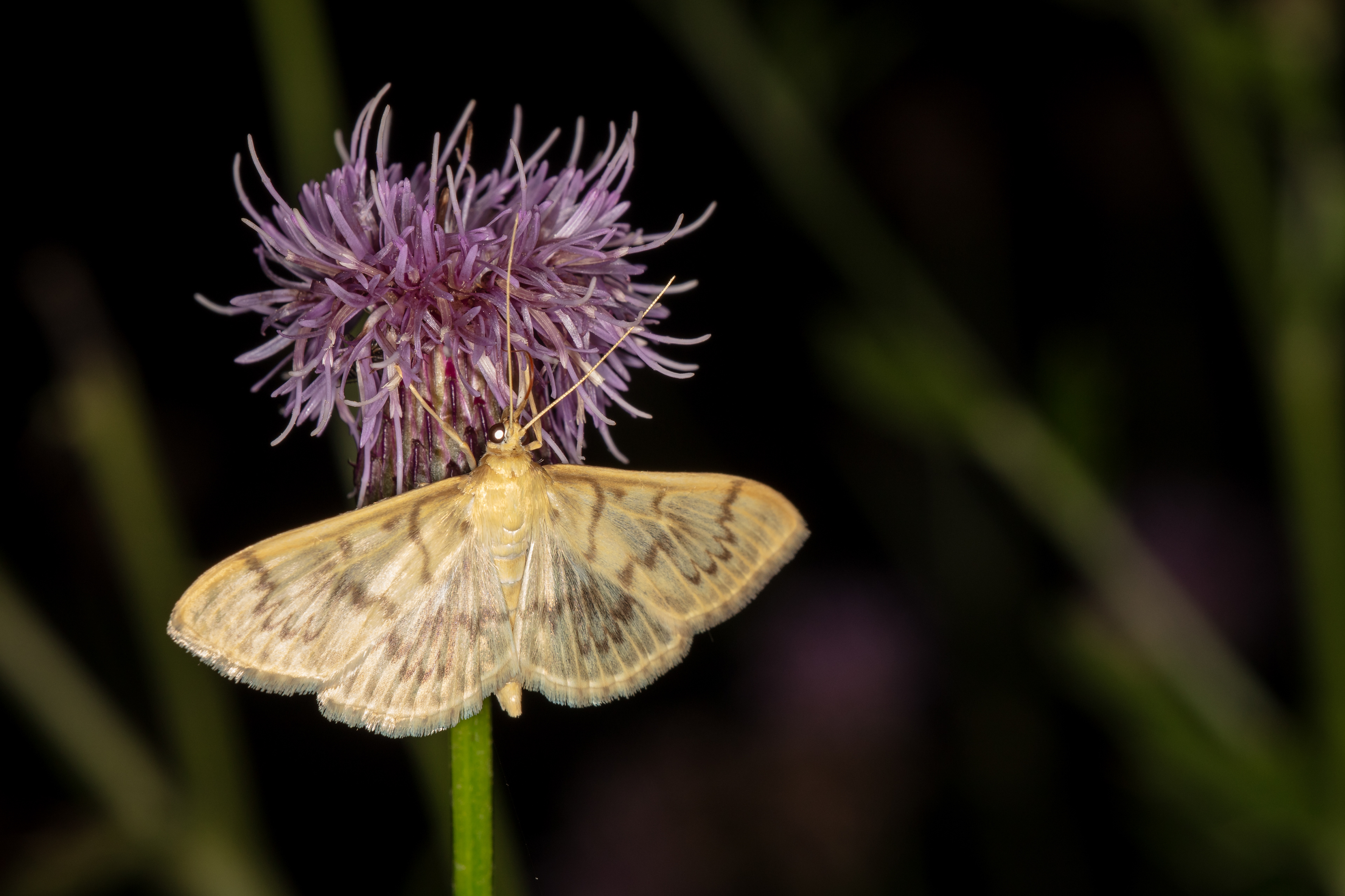 Mother of Pearl Moth