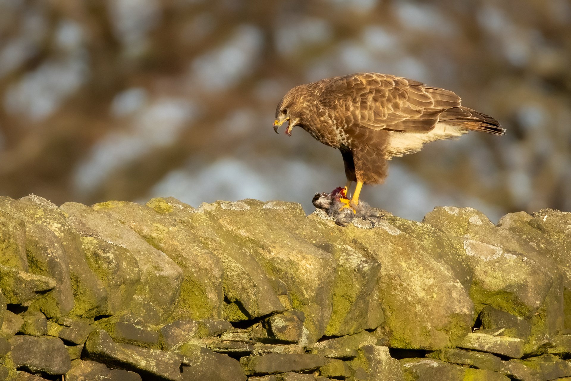 Buzzard with prey