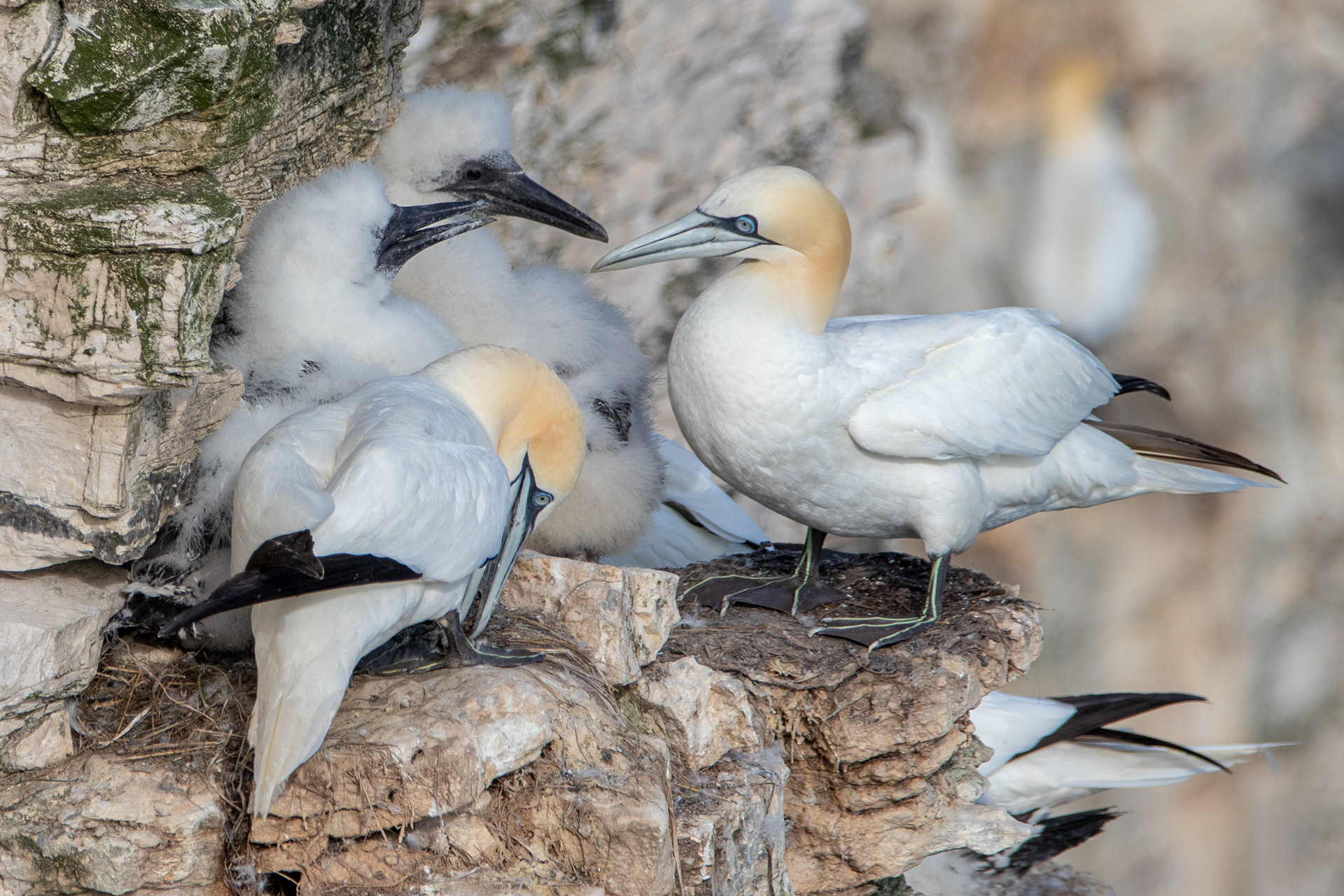 Gannets with chicks