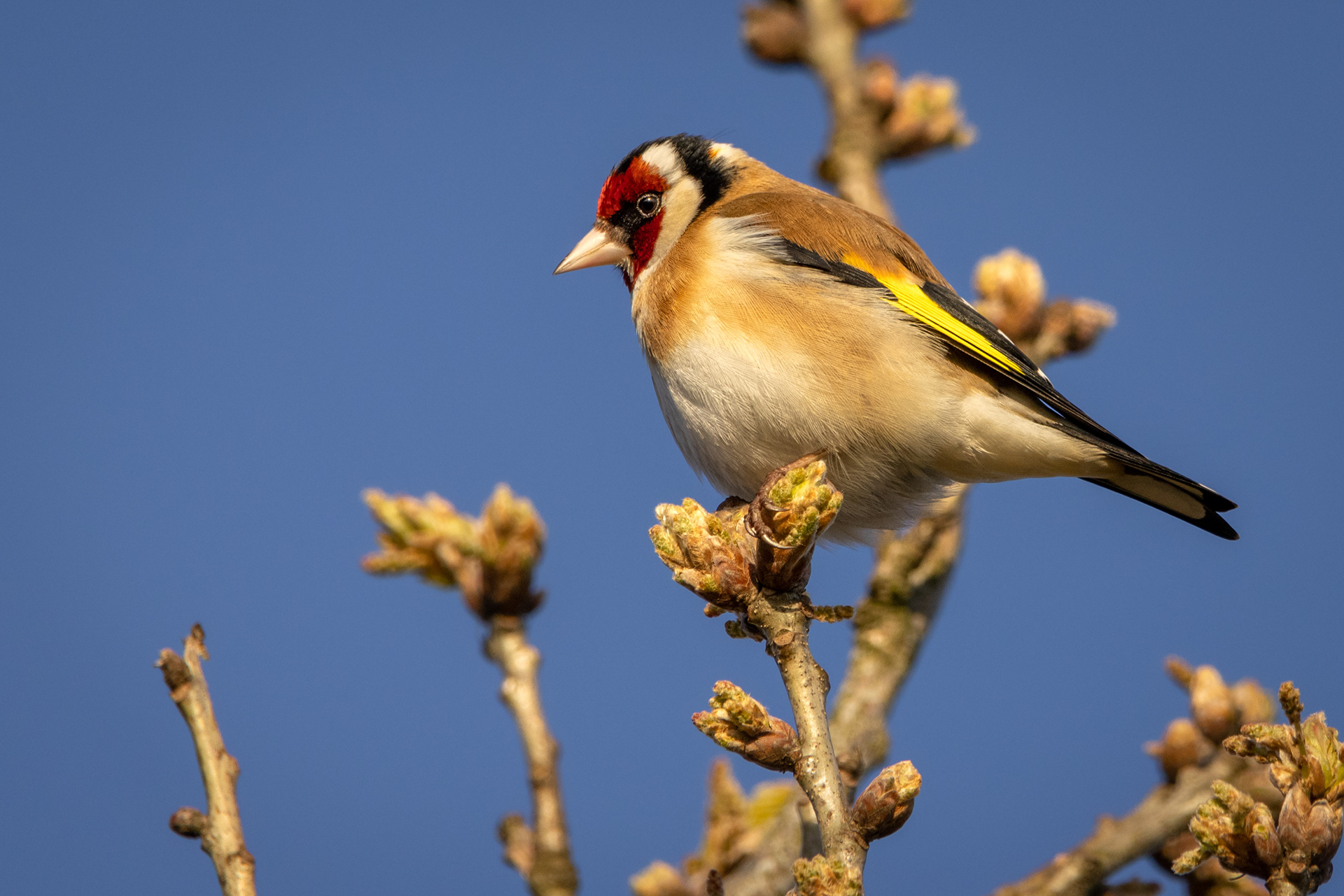 Goldfinch