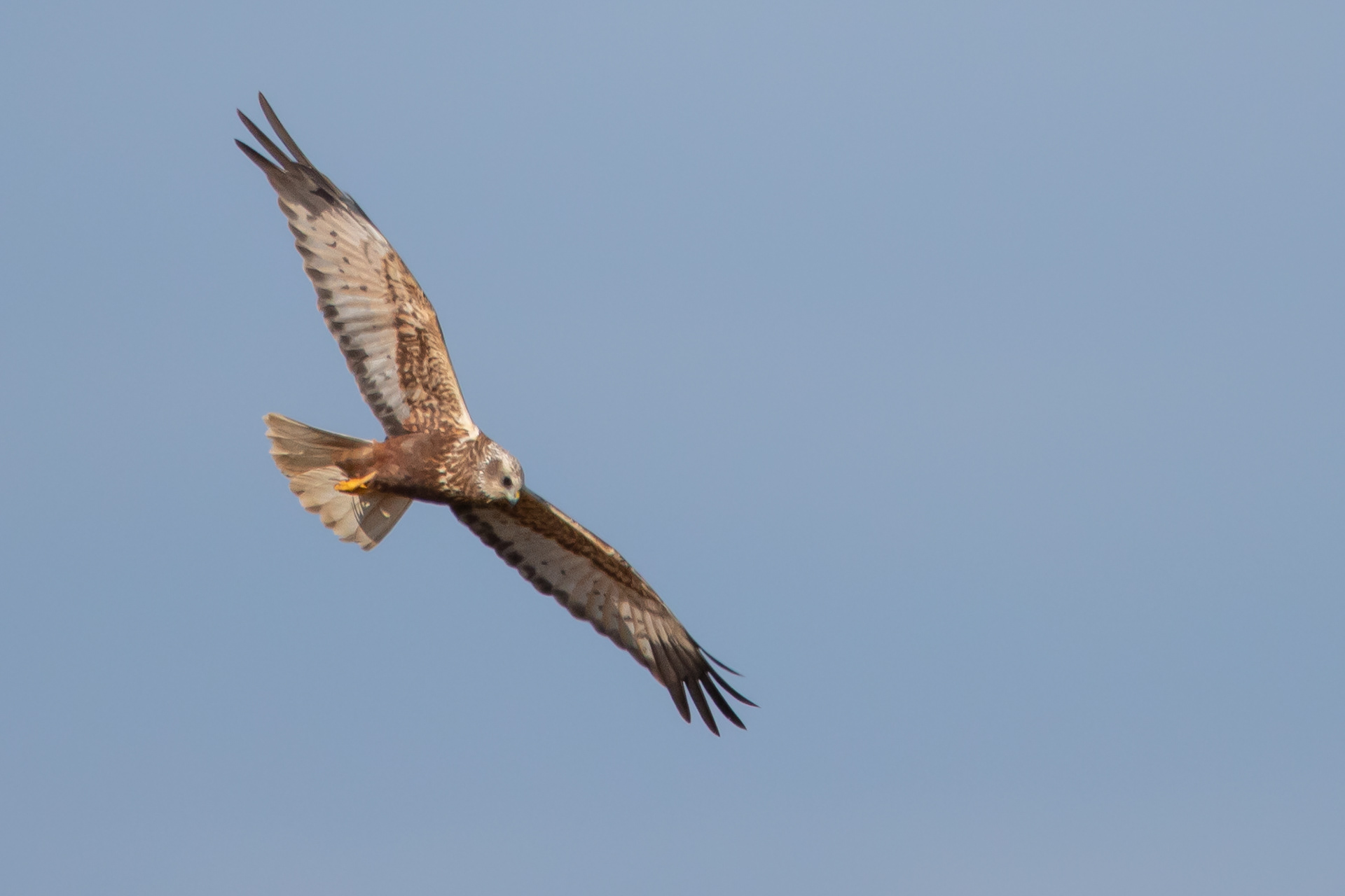Marsh Harrier (male)