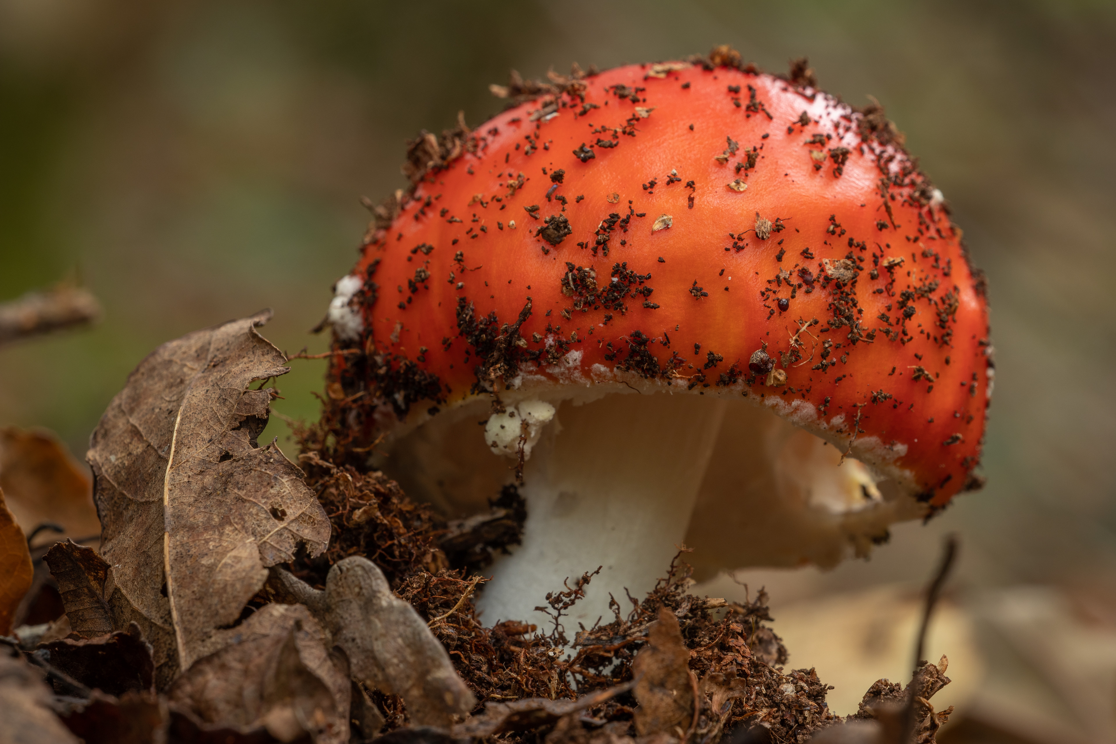 Fly Agaric