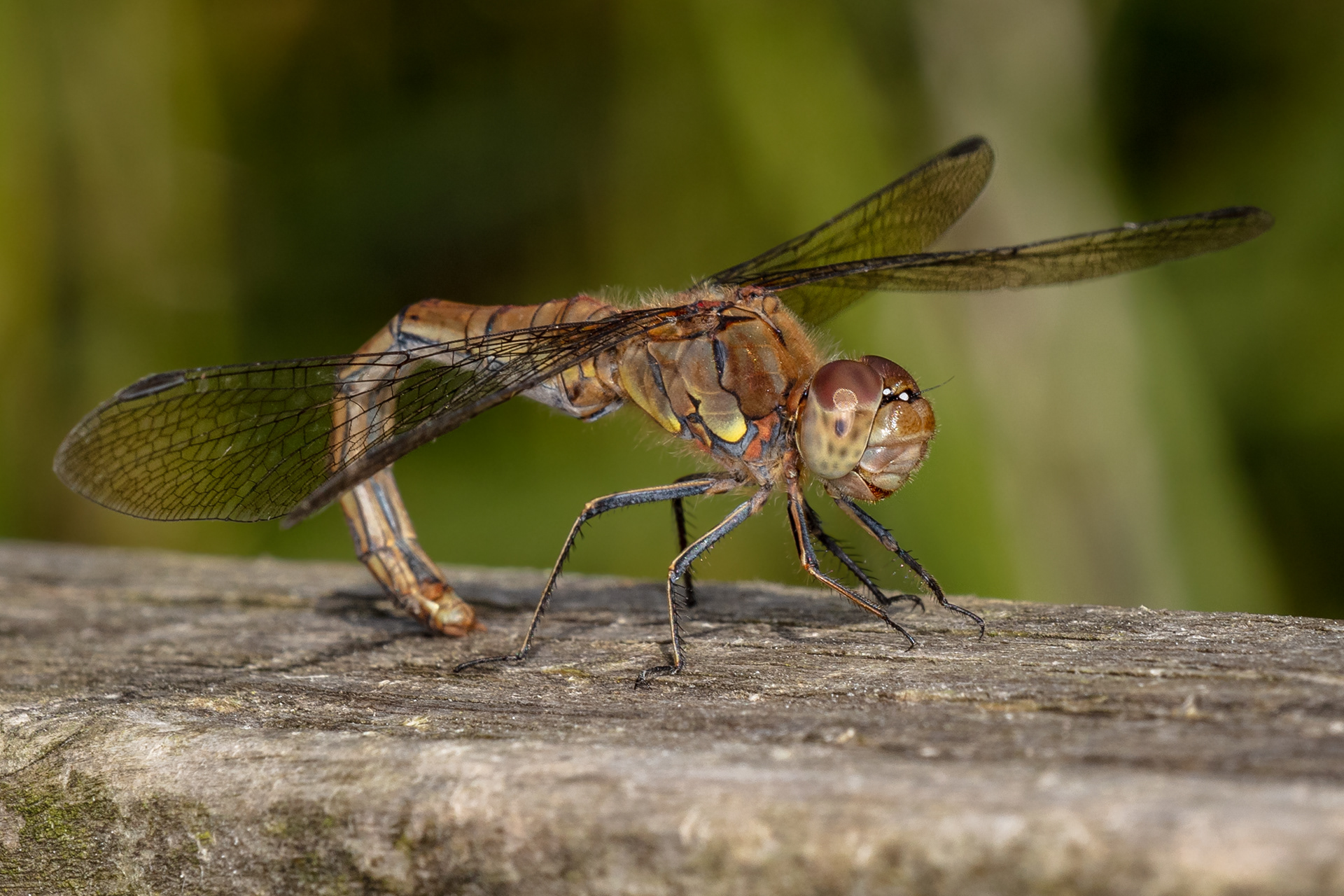 Common Darter Dragonfly
