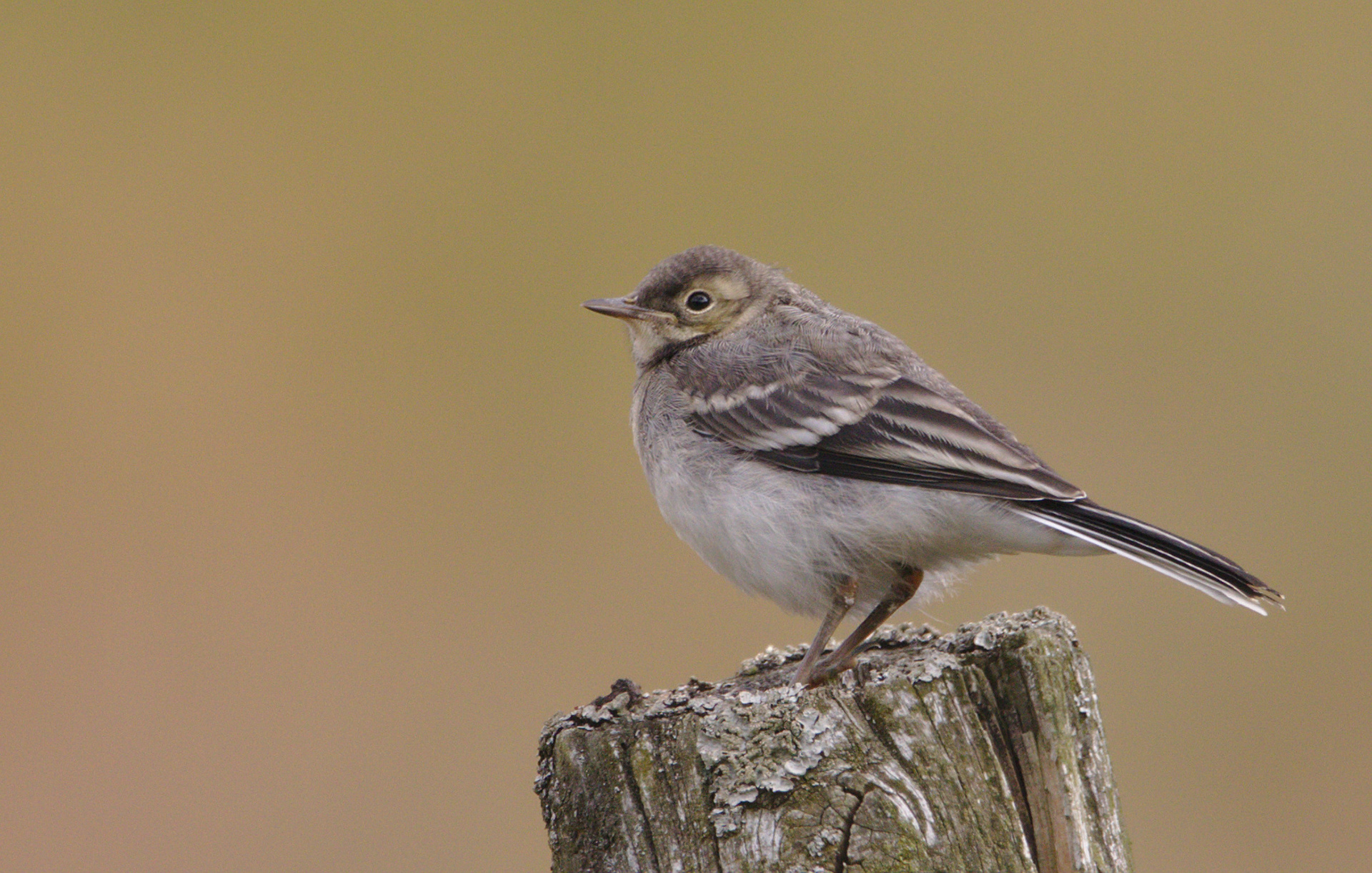 Grey Wagtail (juvenile)