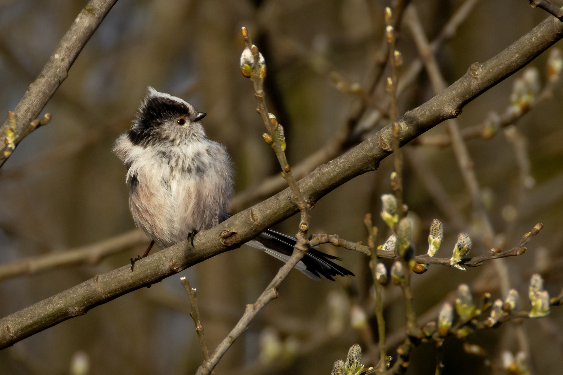 Long-tailed Tit