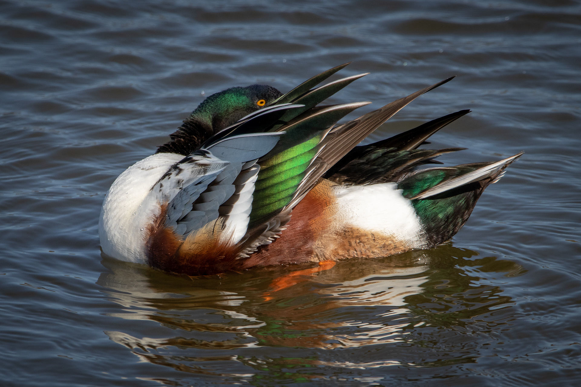 Shoveler (male)