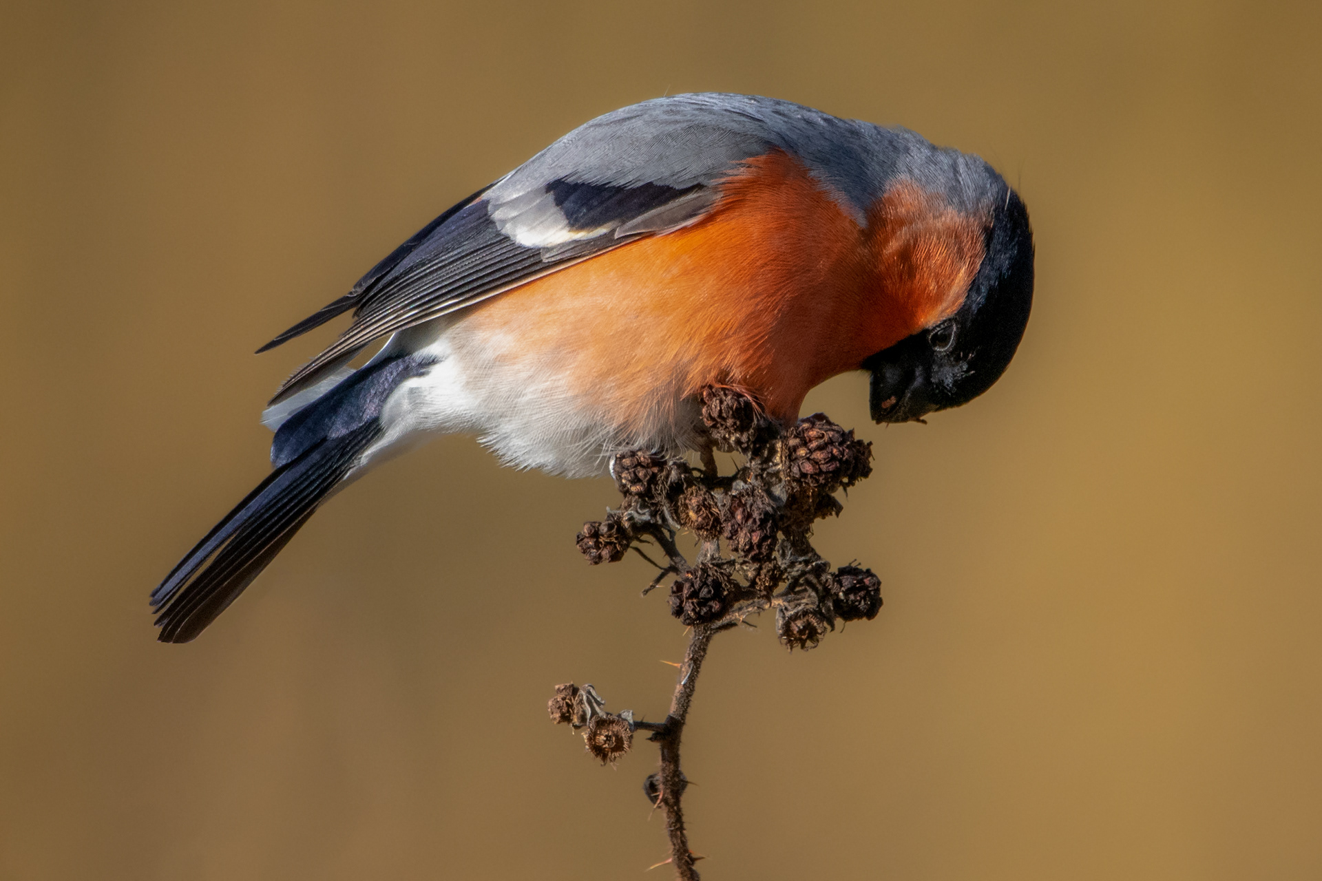 Bullfinch (male)