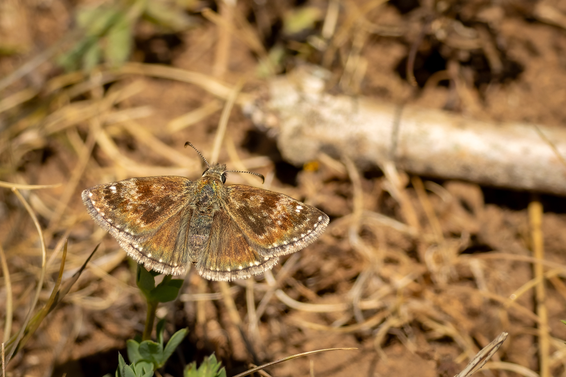 Dingy Skipper Butterfly