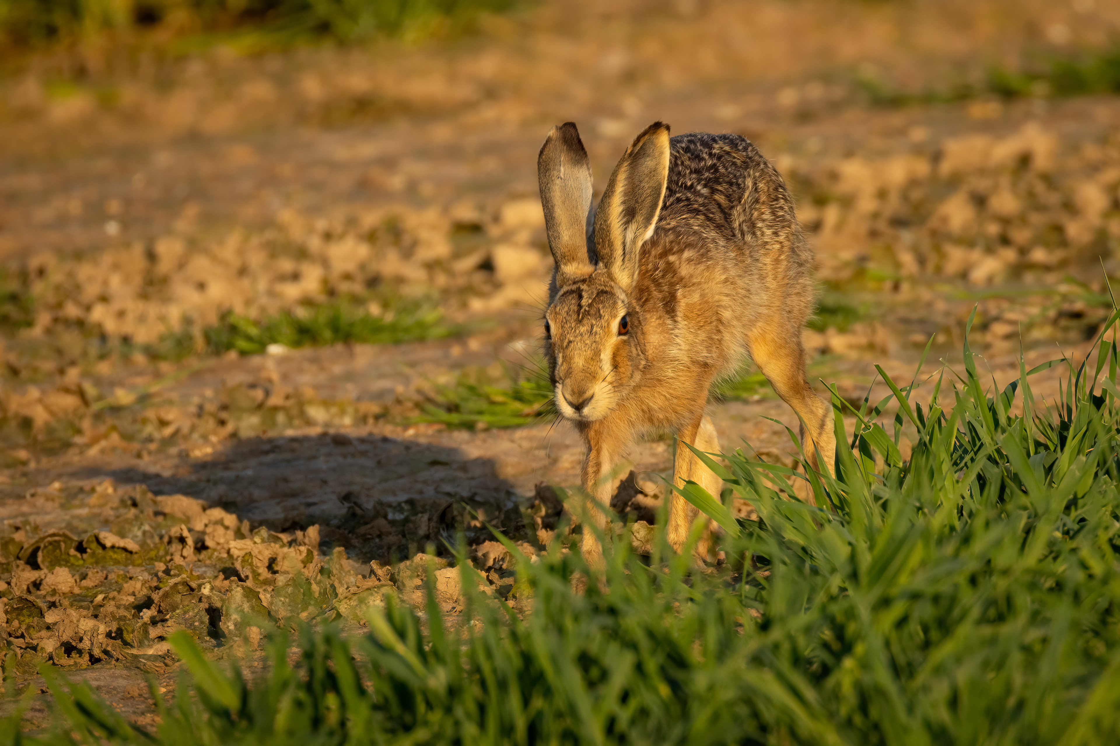 European Brown Hare