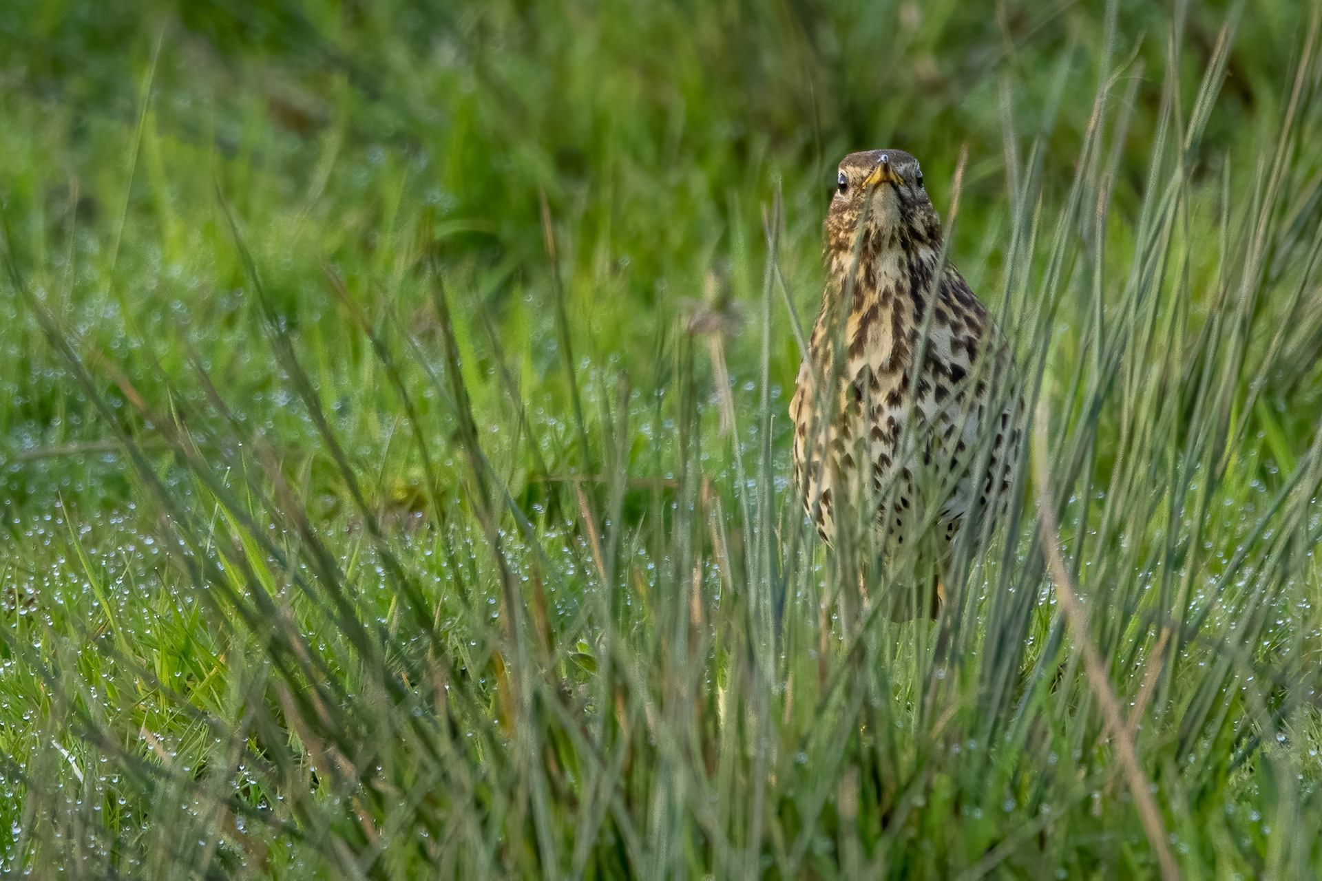 Song Thrush