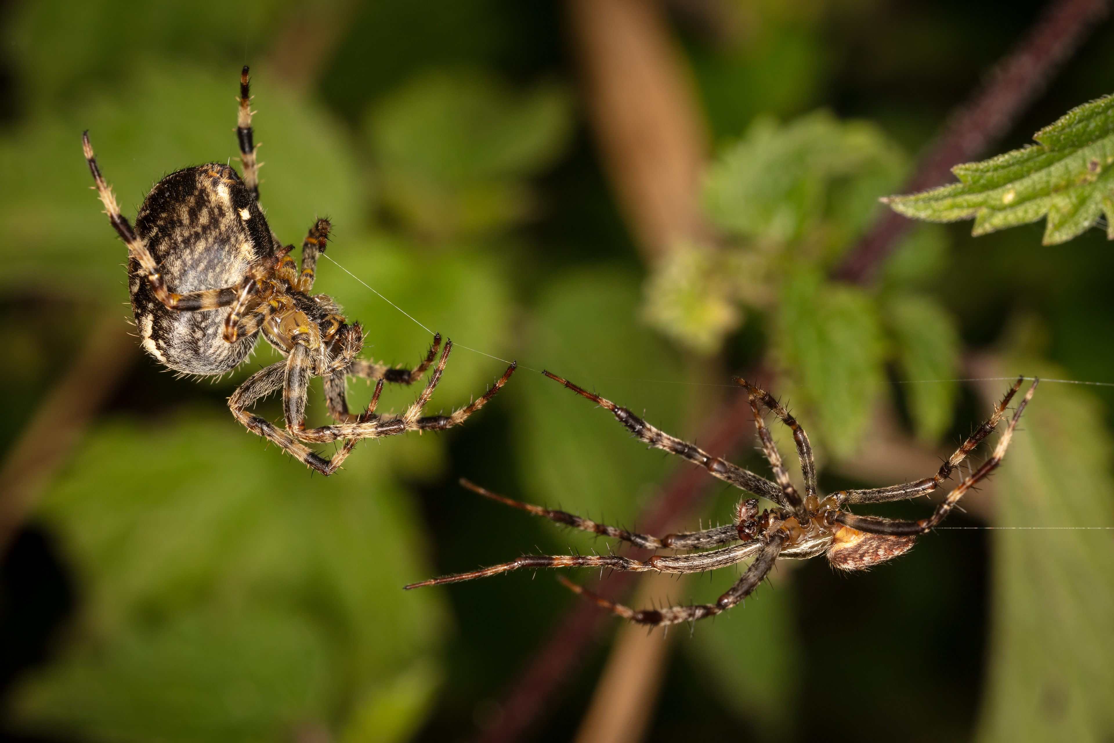 Orb Weaver Spiders (mating)