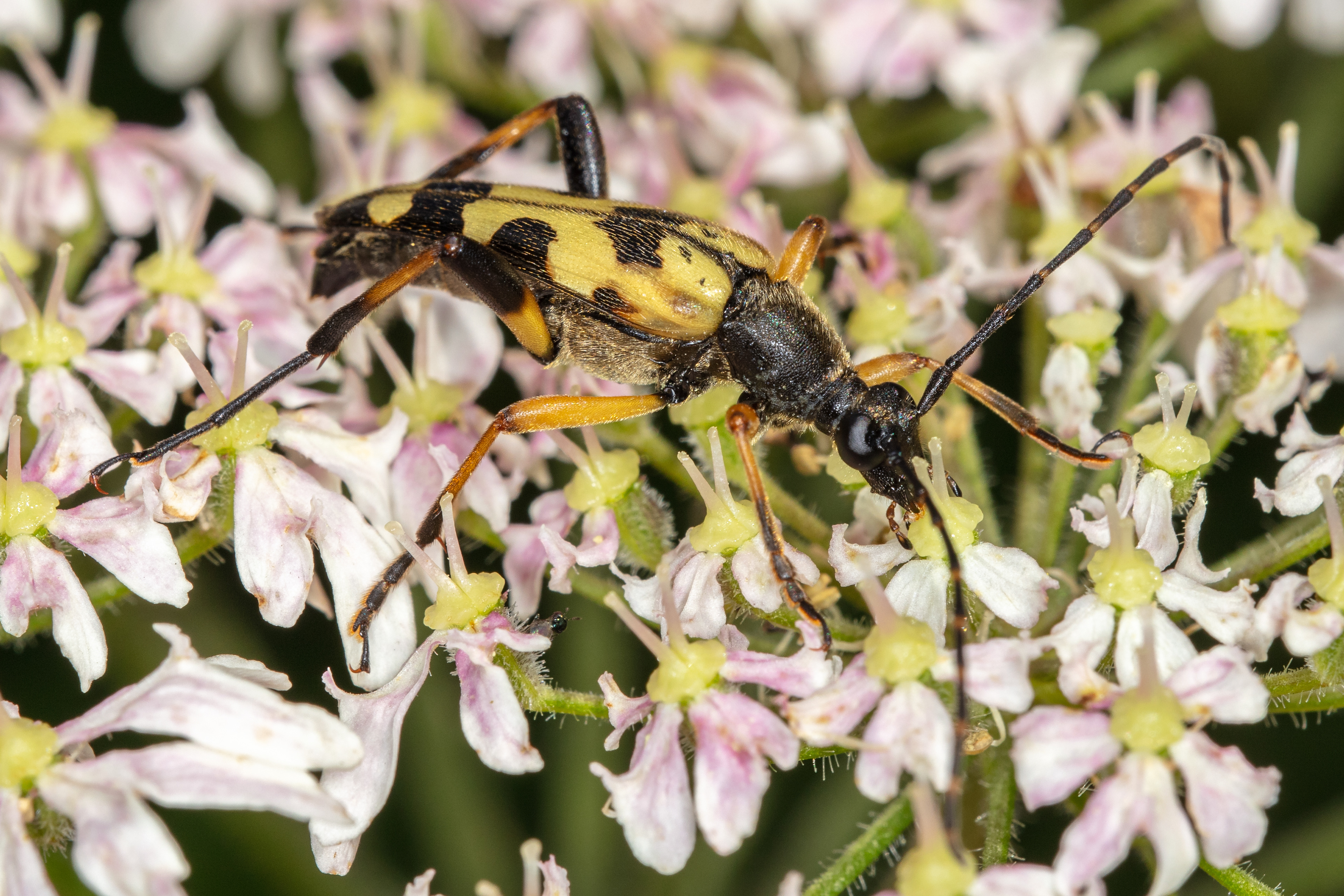 Spotted Longhorn Beetle