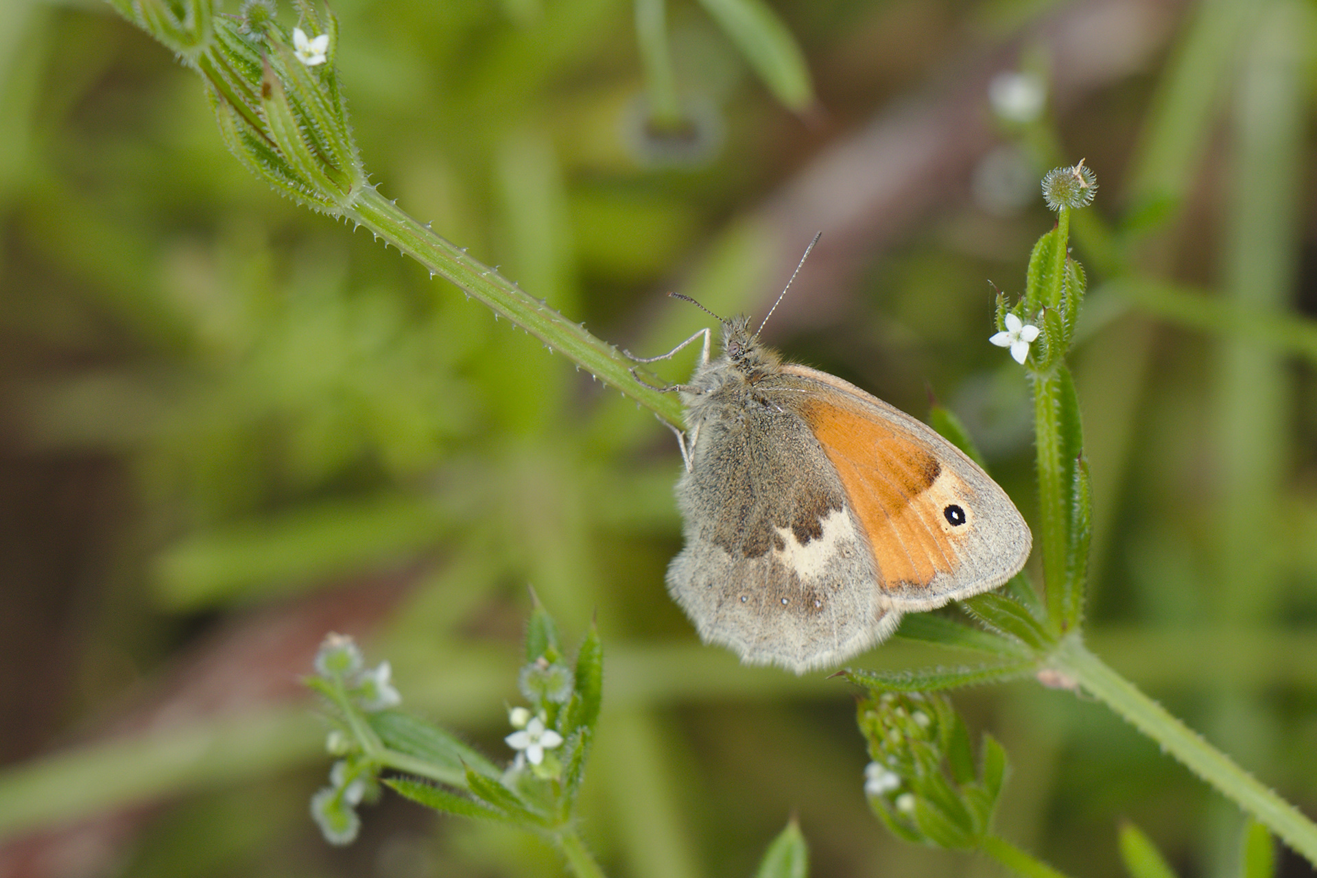 Small Heath Butterfly