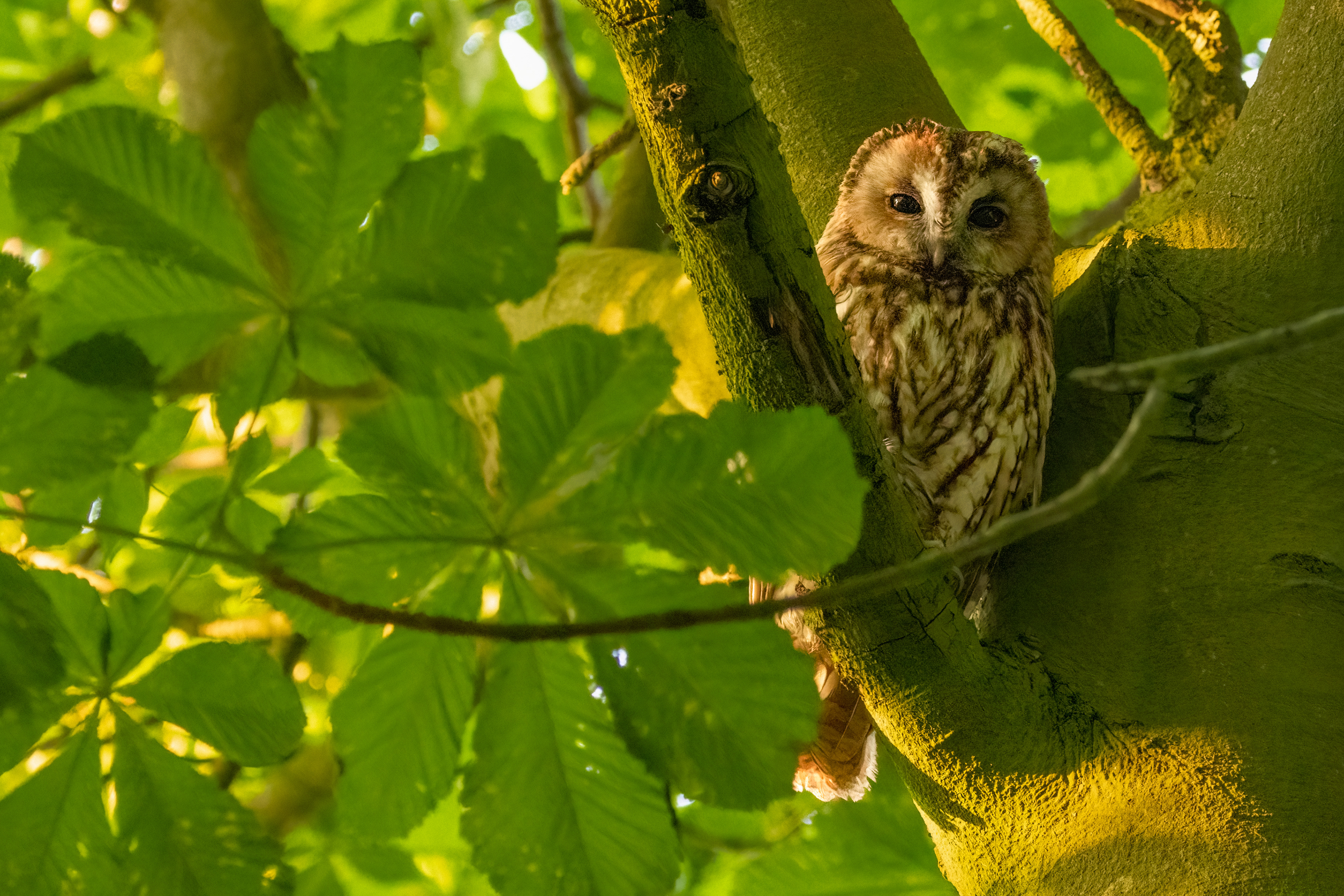 Tawny Owl