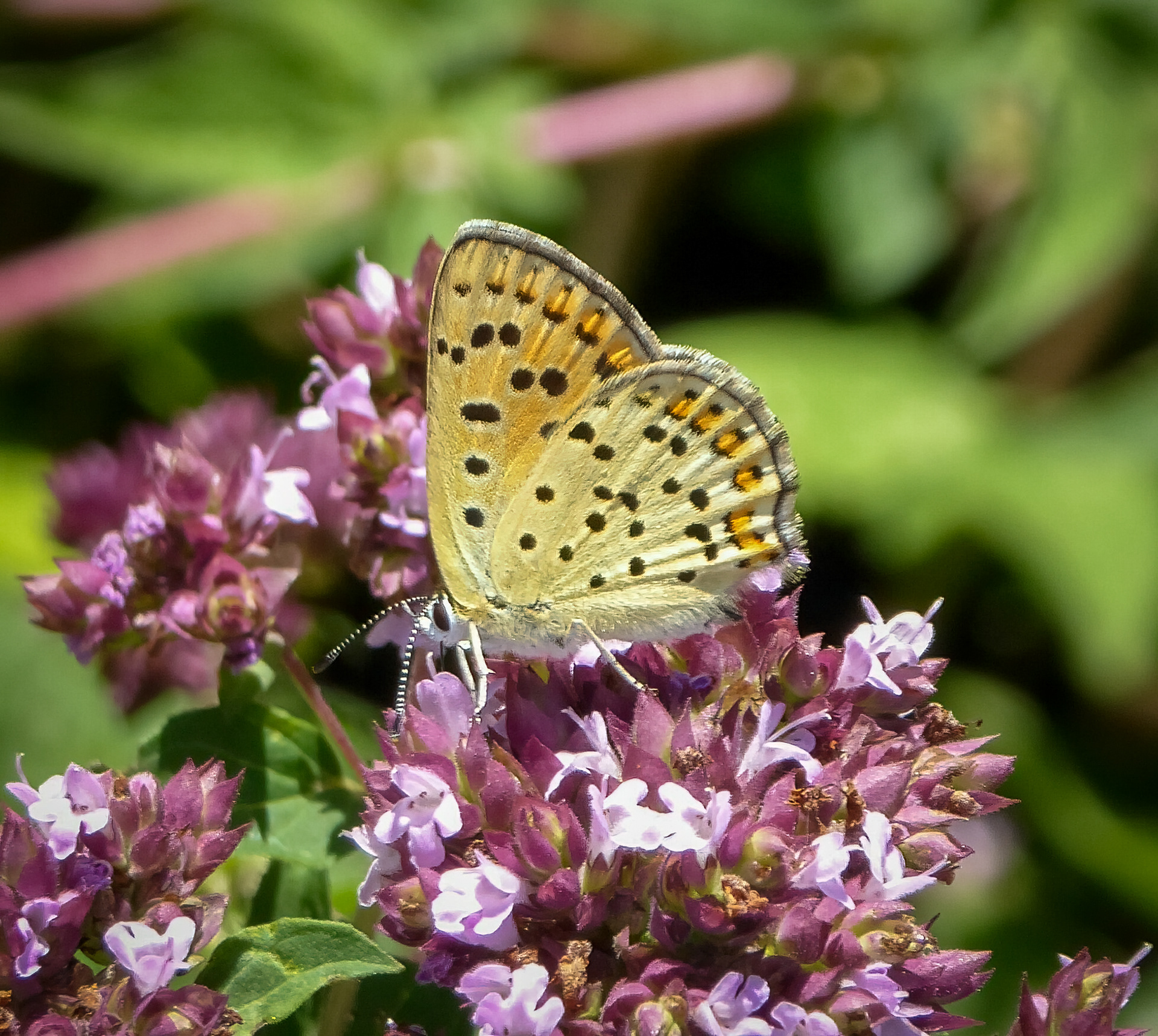 Sooty Copper Butterfly (Switzerland)