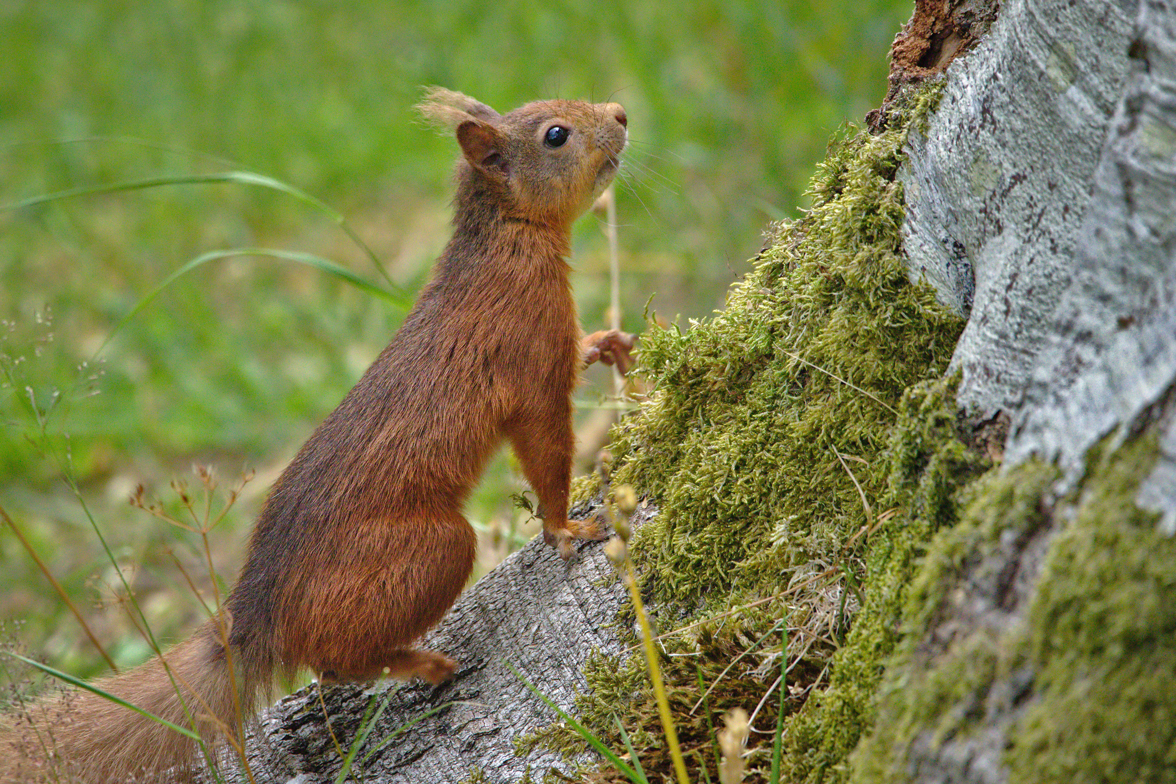 Red Squirrel 