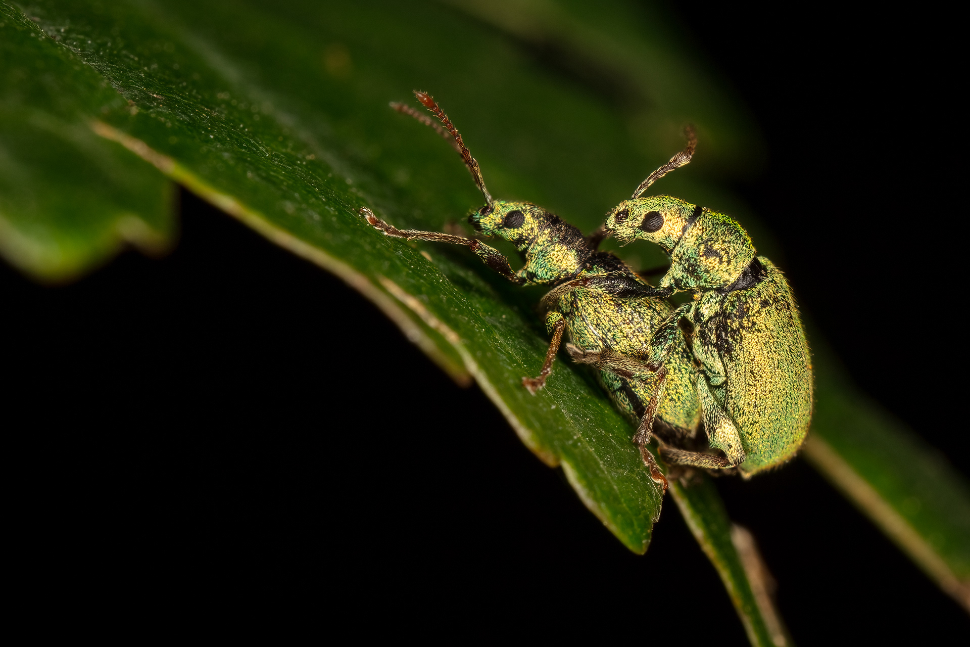 Nettle Weevils