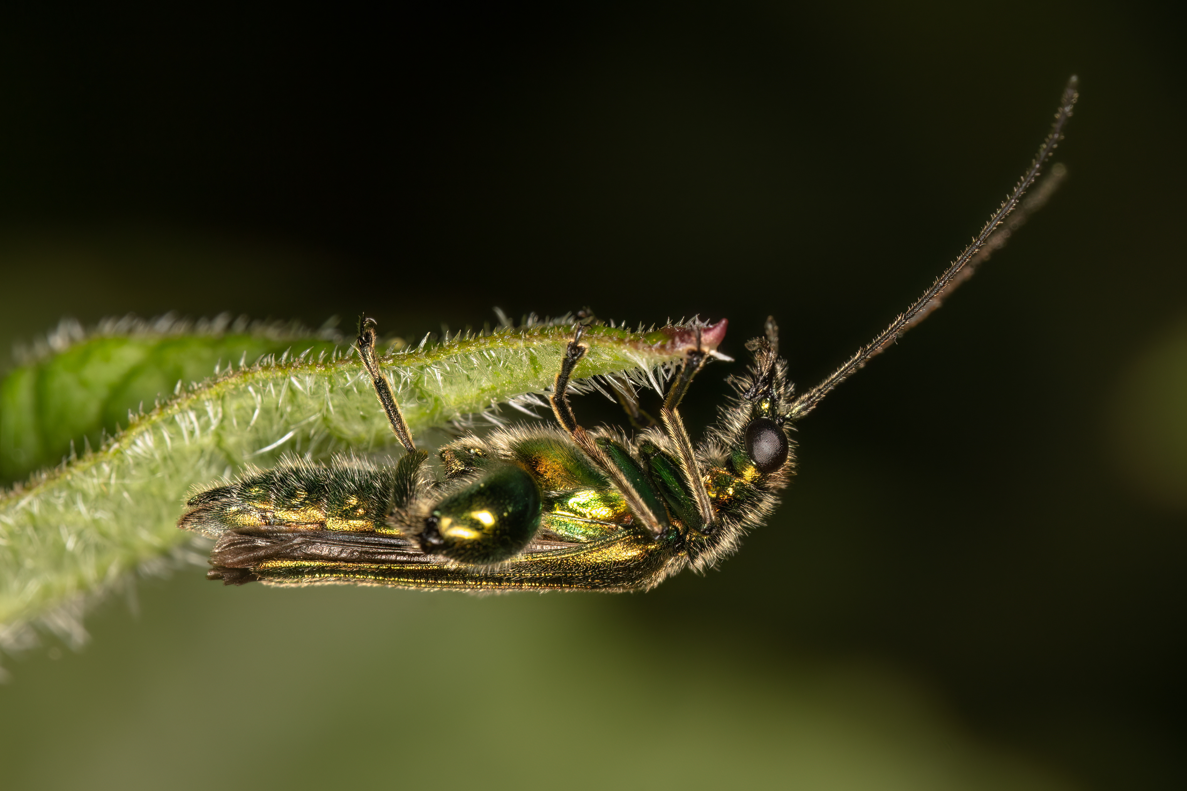 Swollen Thighed Beetle
