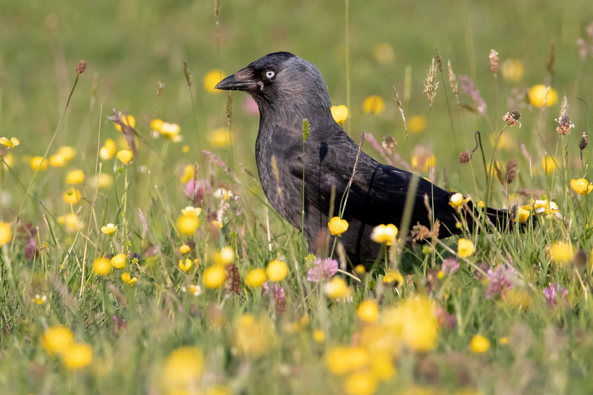 Jackdaw