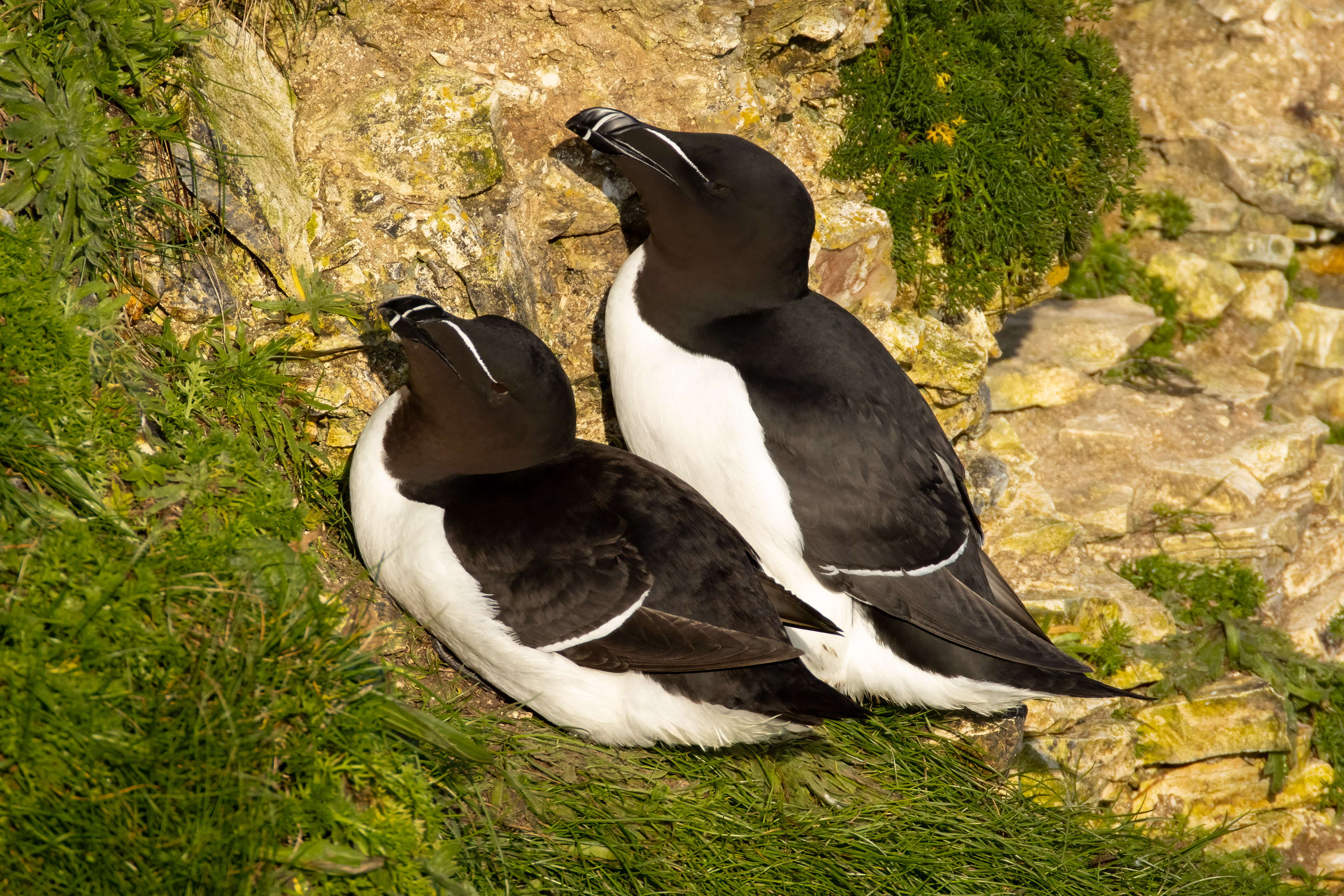 Razorbills
