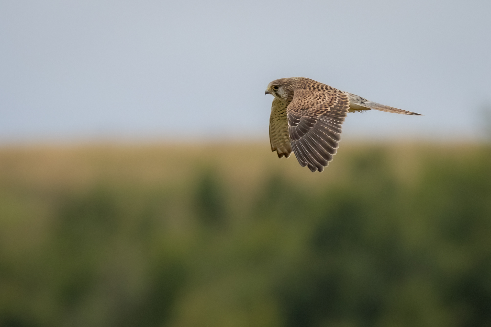Kestrel