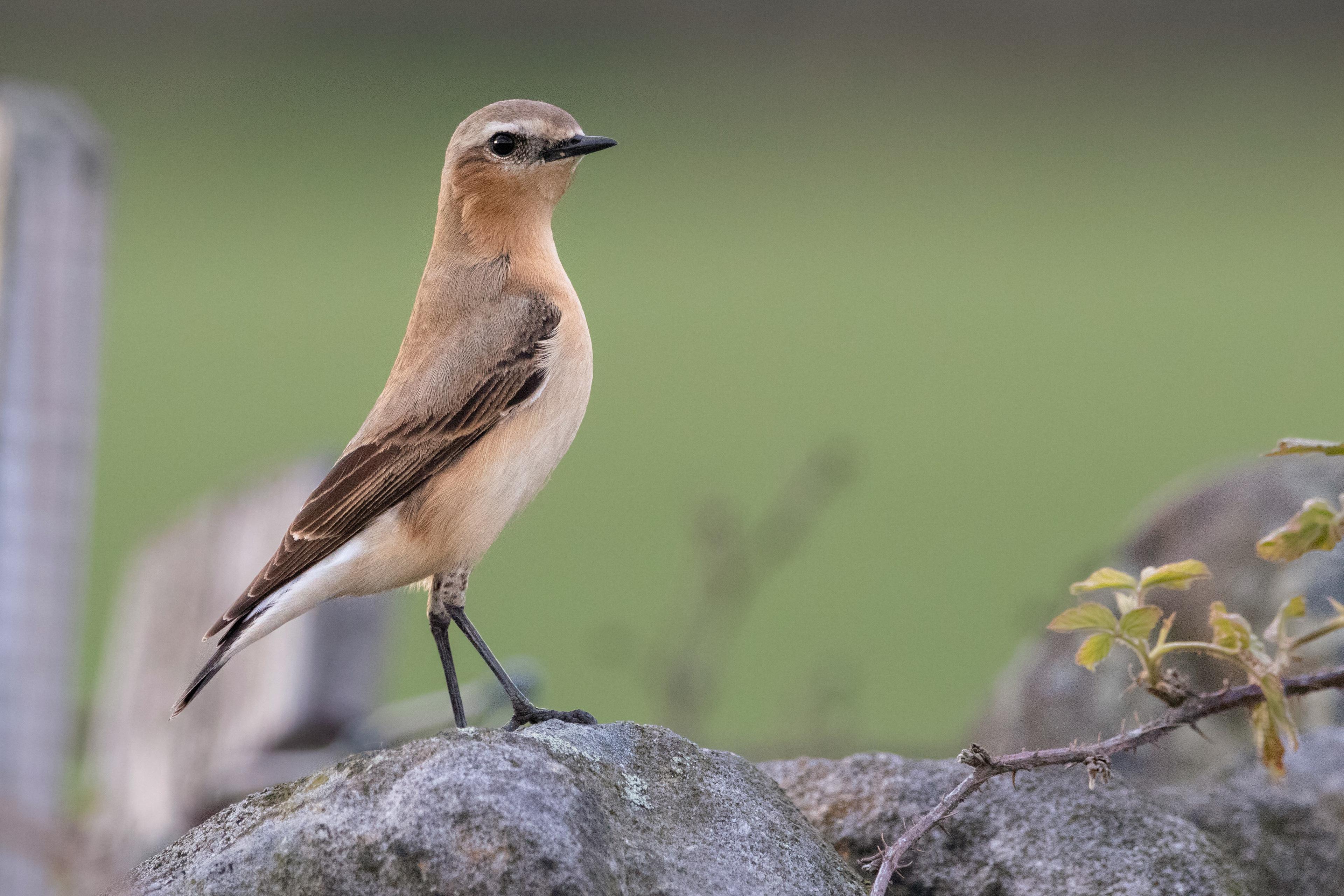Wheatear