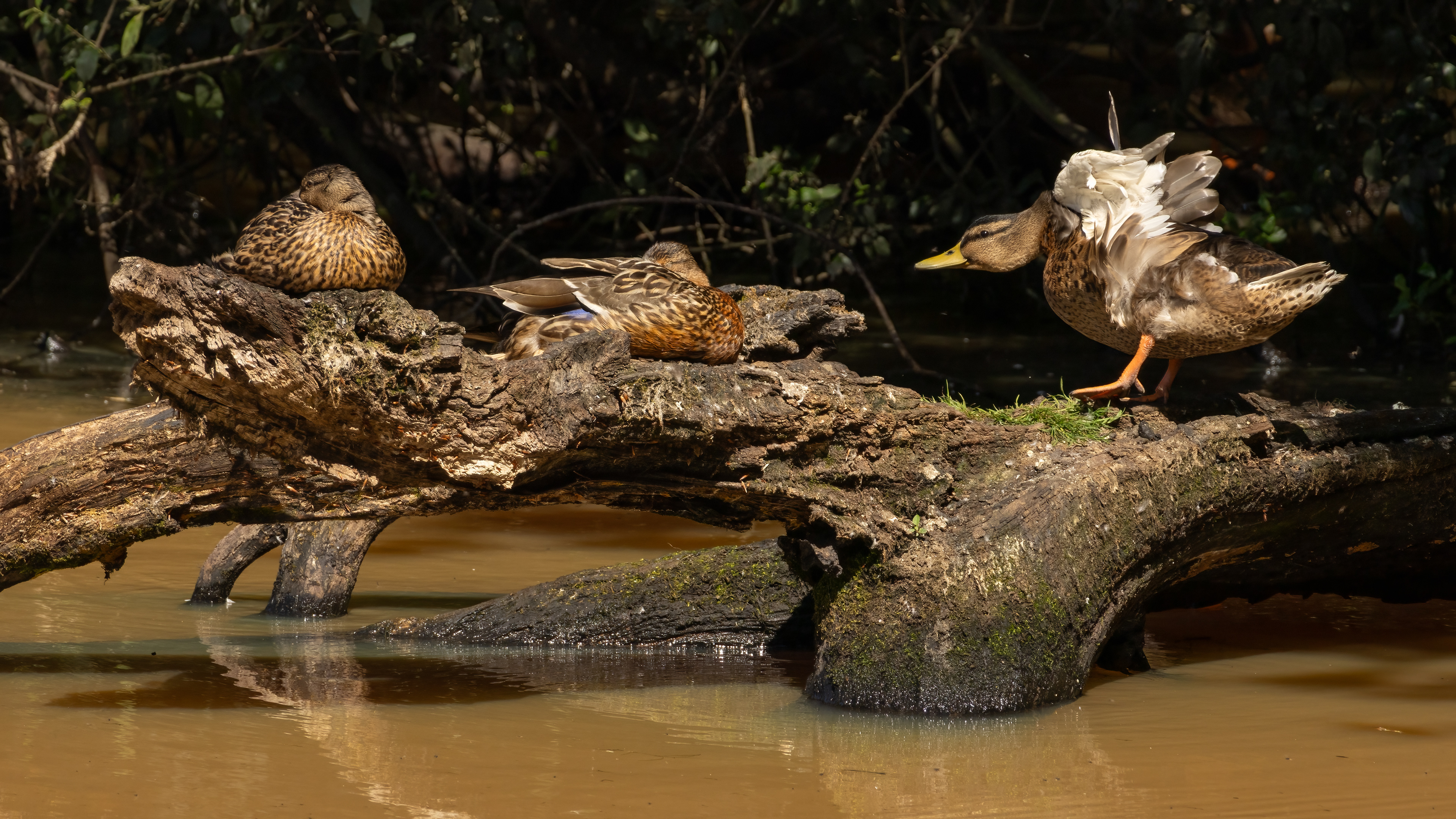 Mallard Ducks (female)